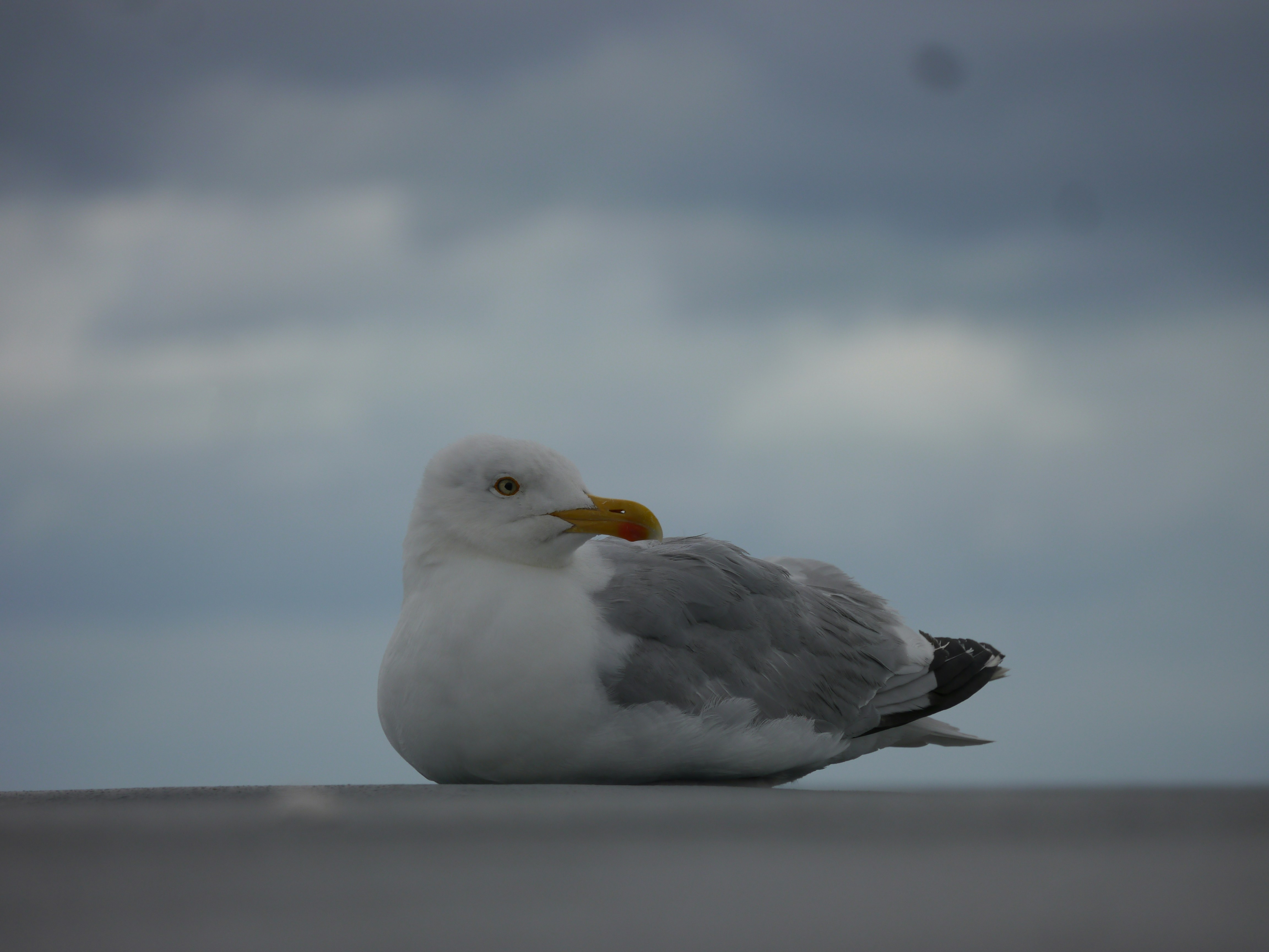 Photo by iqsphotography