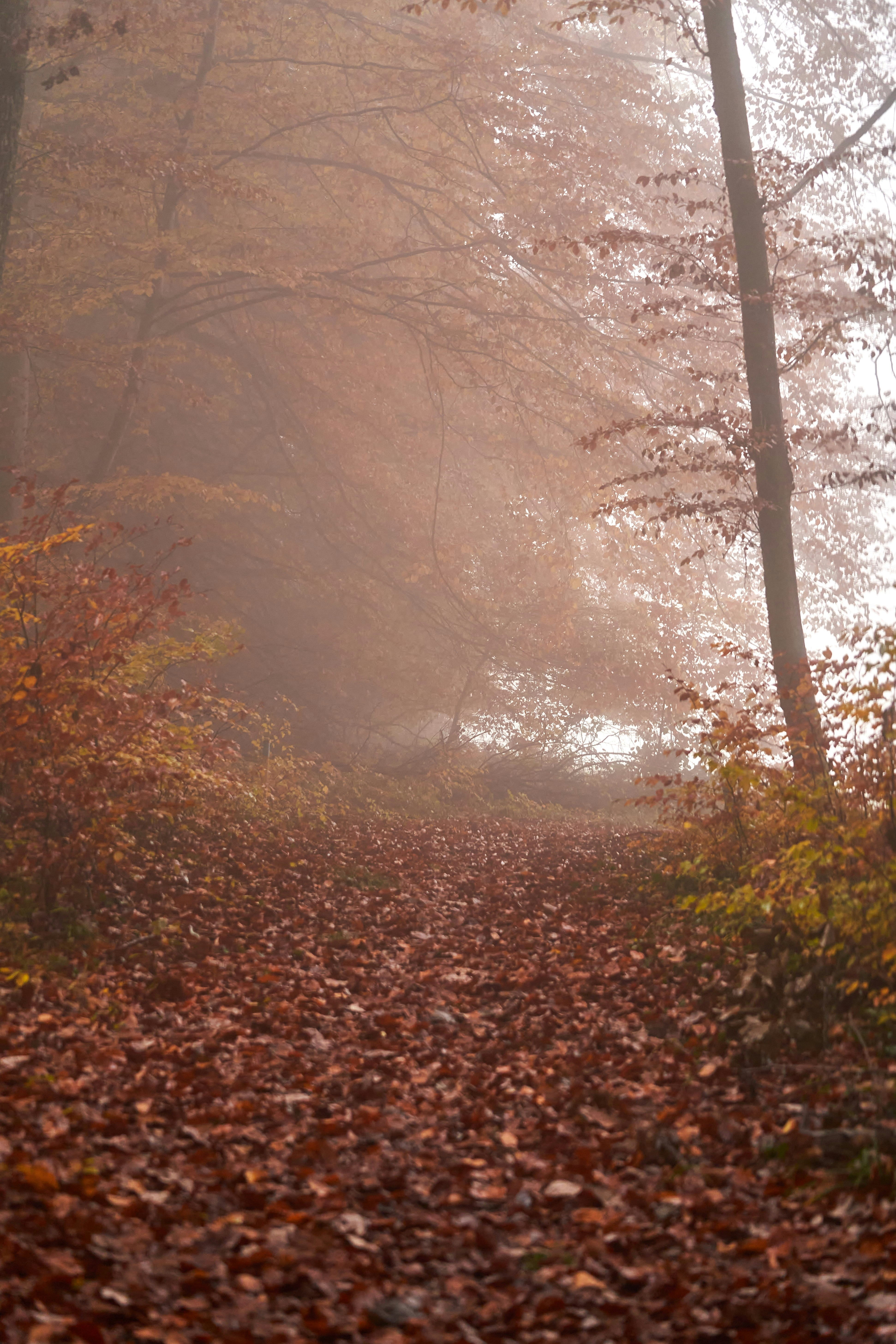 Photo by wolfgang_hasselmann