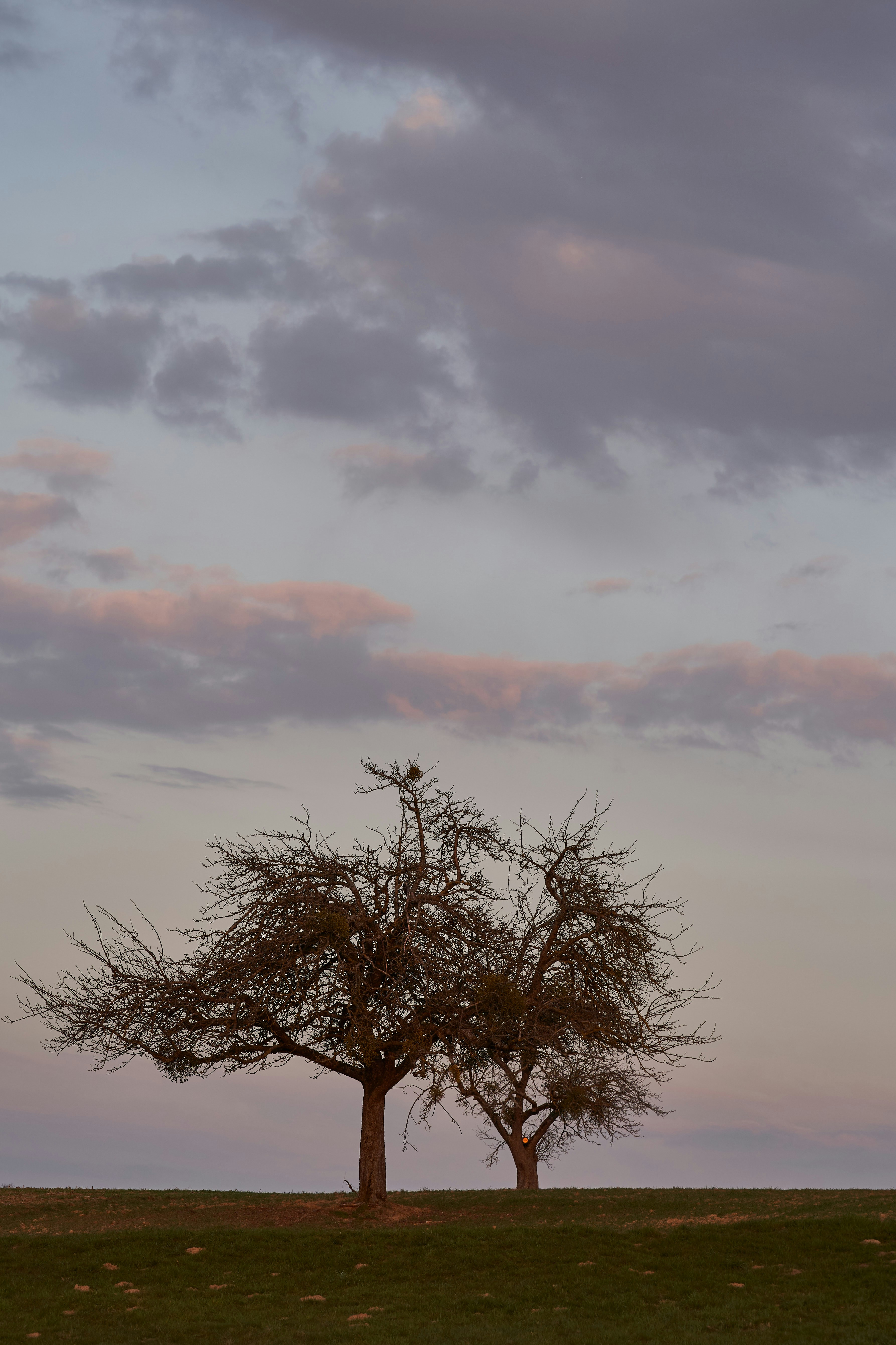 Photo by wolfgang_hasselmann