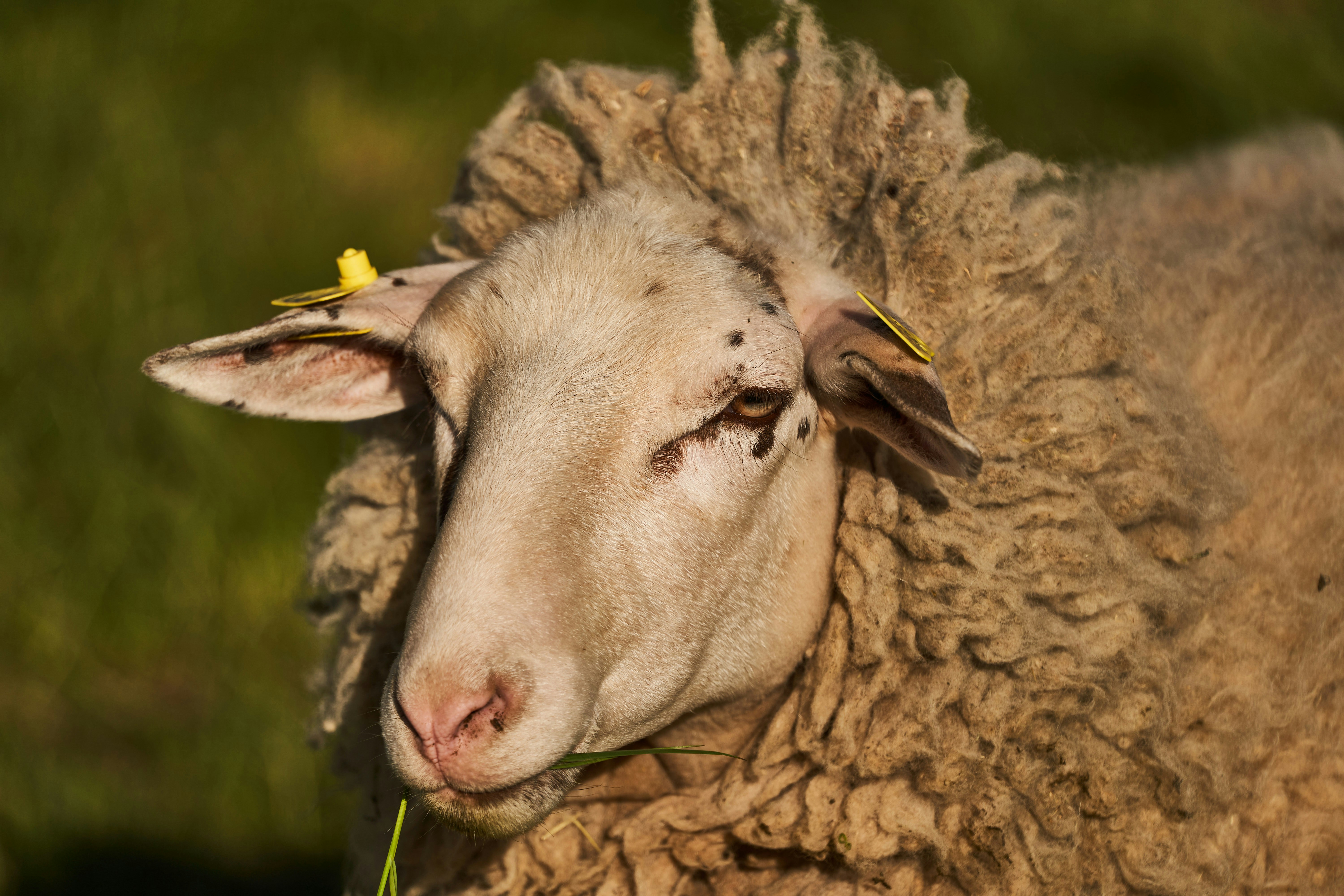 Photo by wolfgang_hasselmann