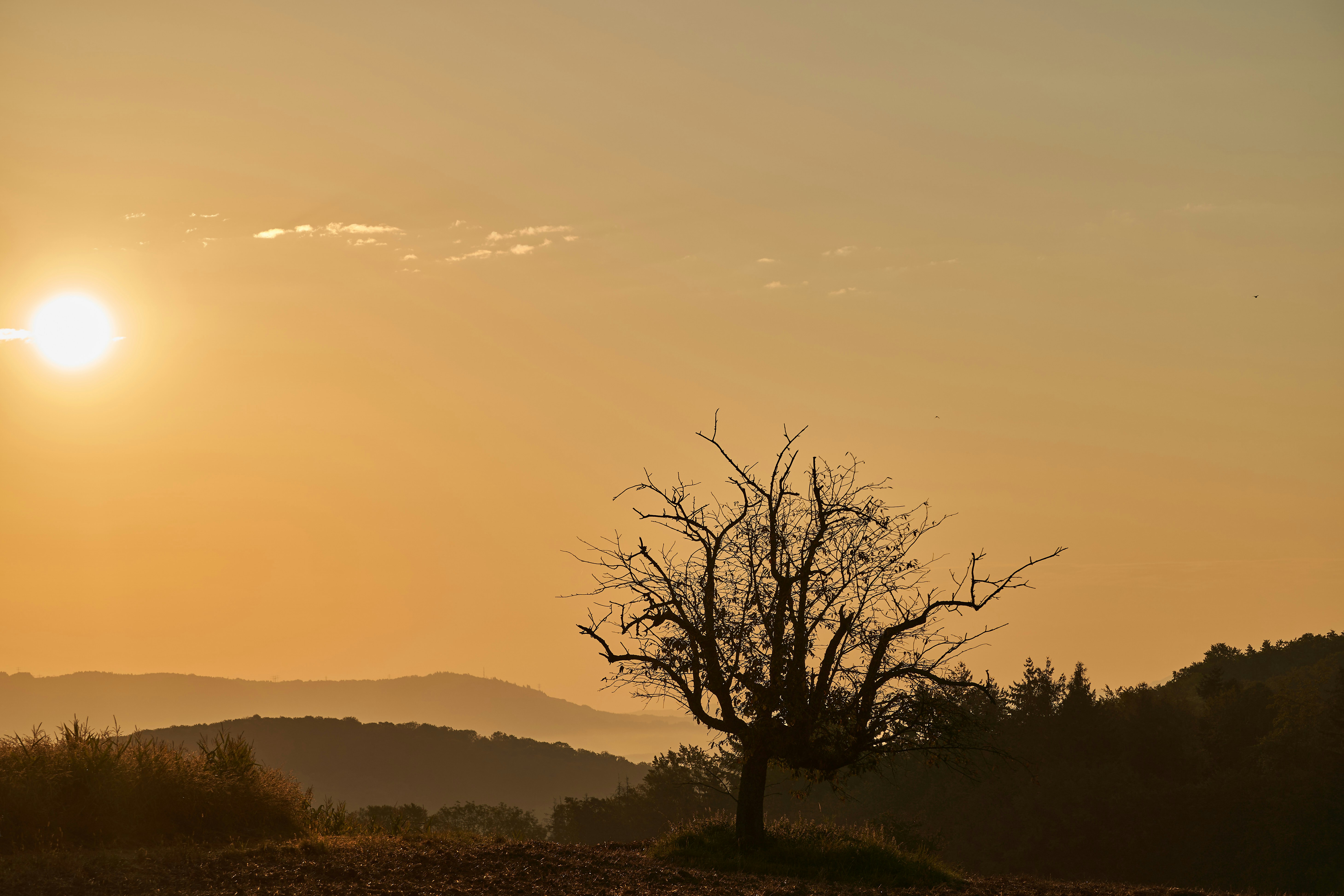 Photo by wolfgang_hasselmann