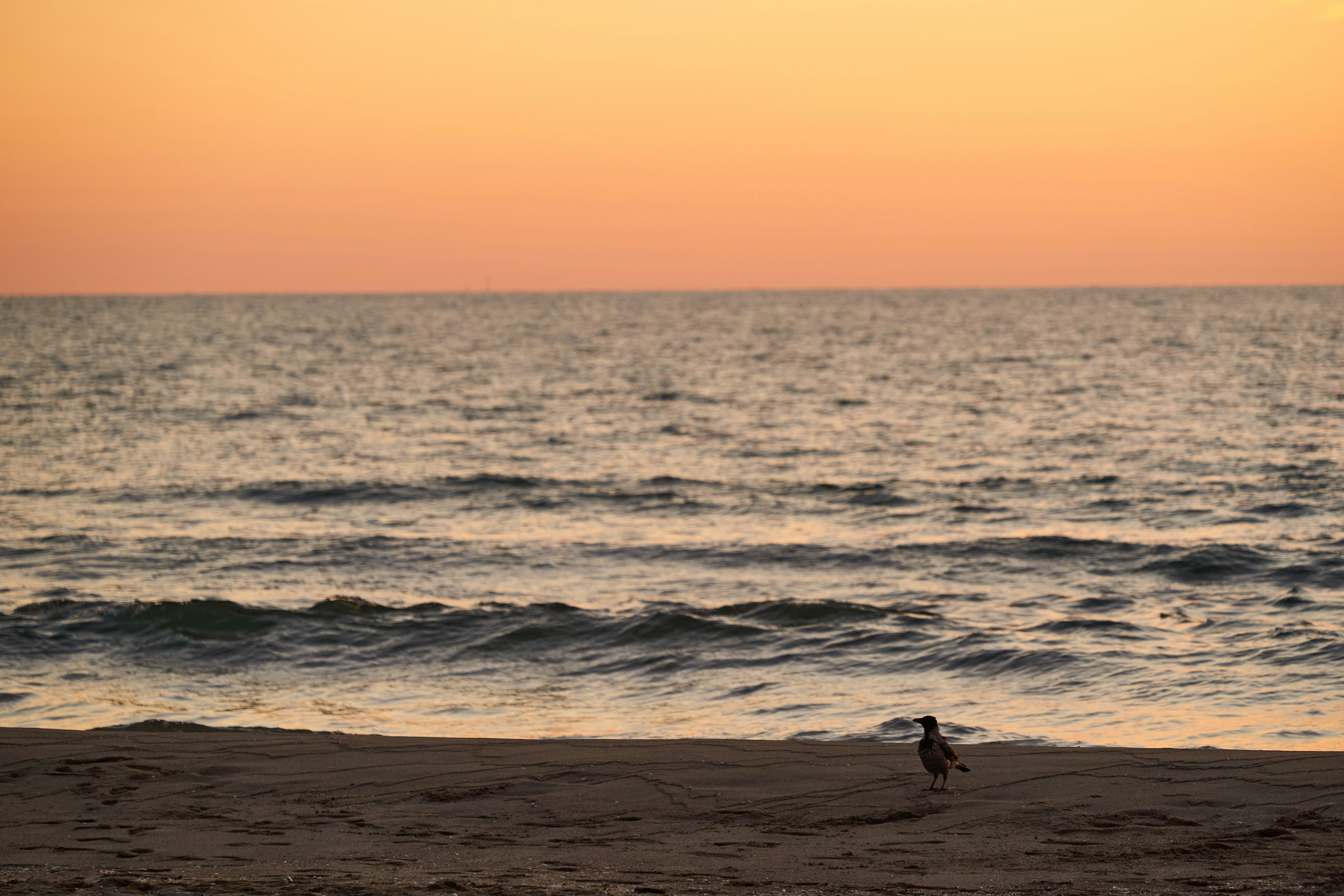 Photo by wolfgang_hasselmann