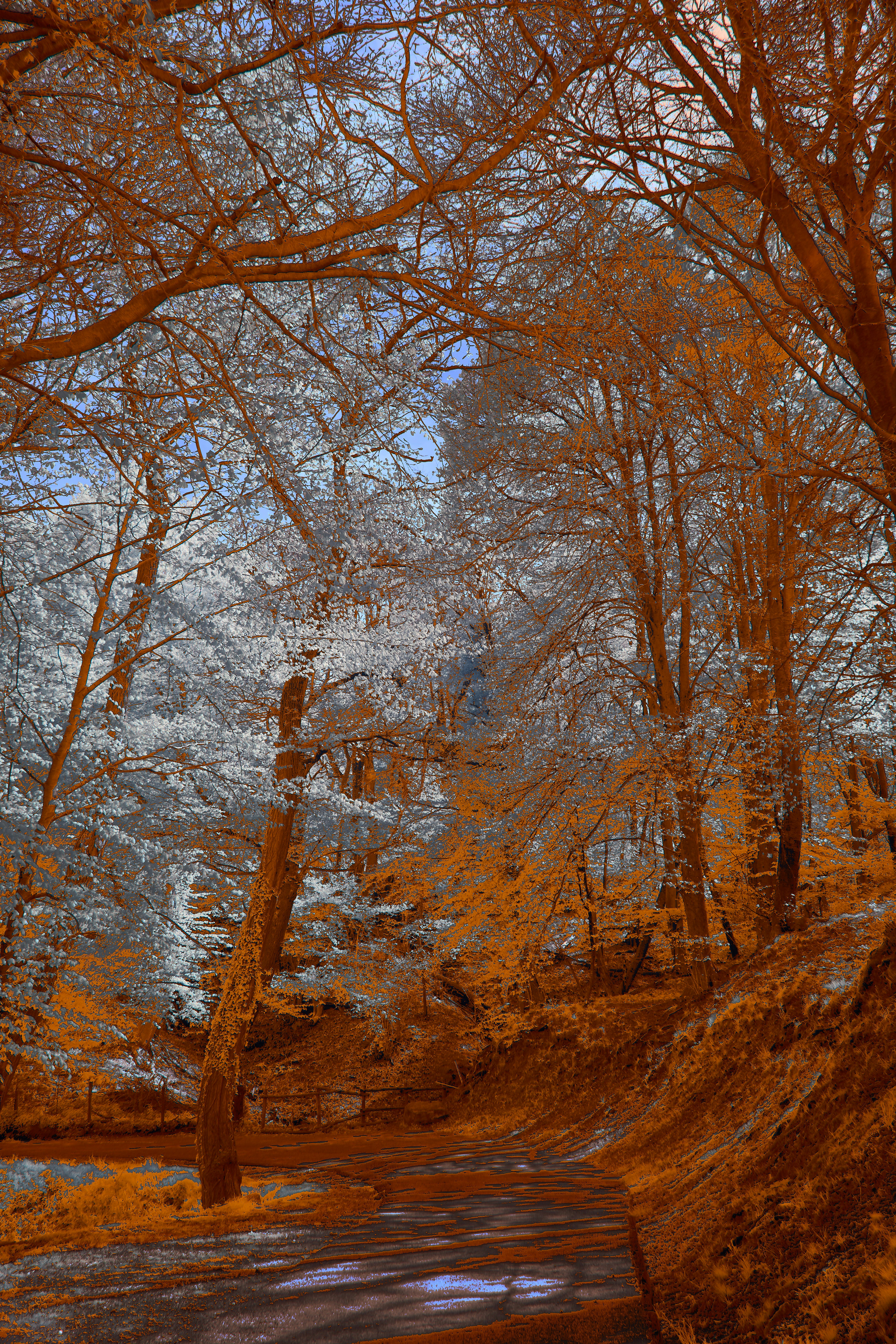 Photo by wolfgang_hasselmann