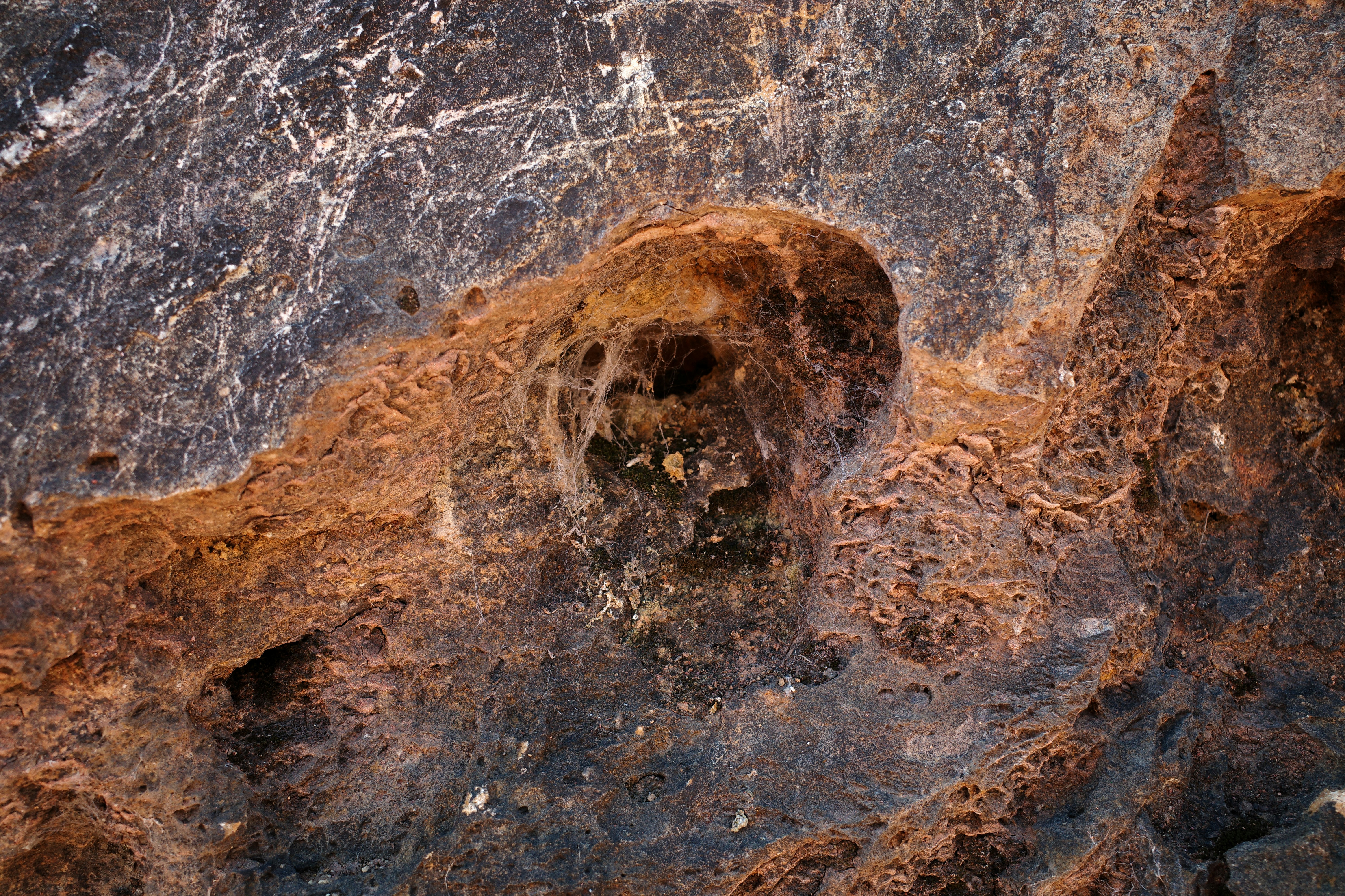 A close up of a rock with a bear's paw prints on it