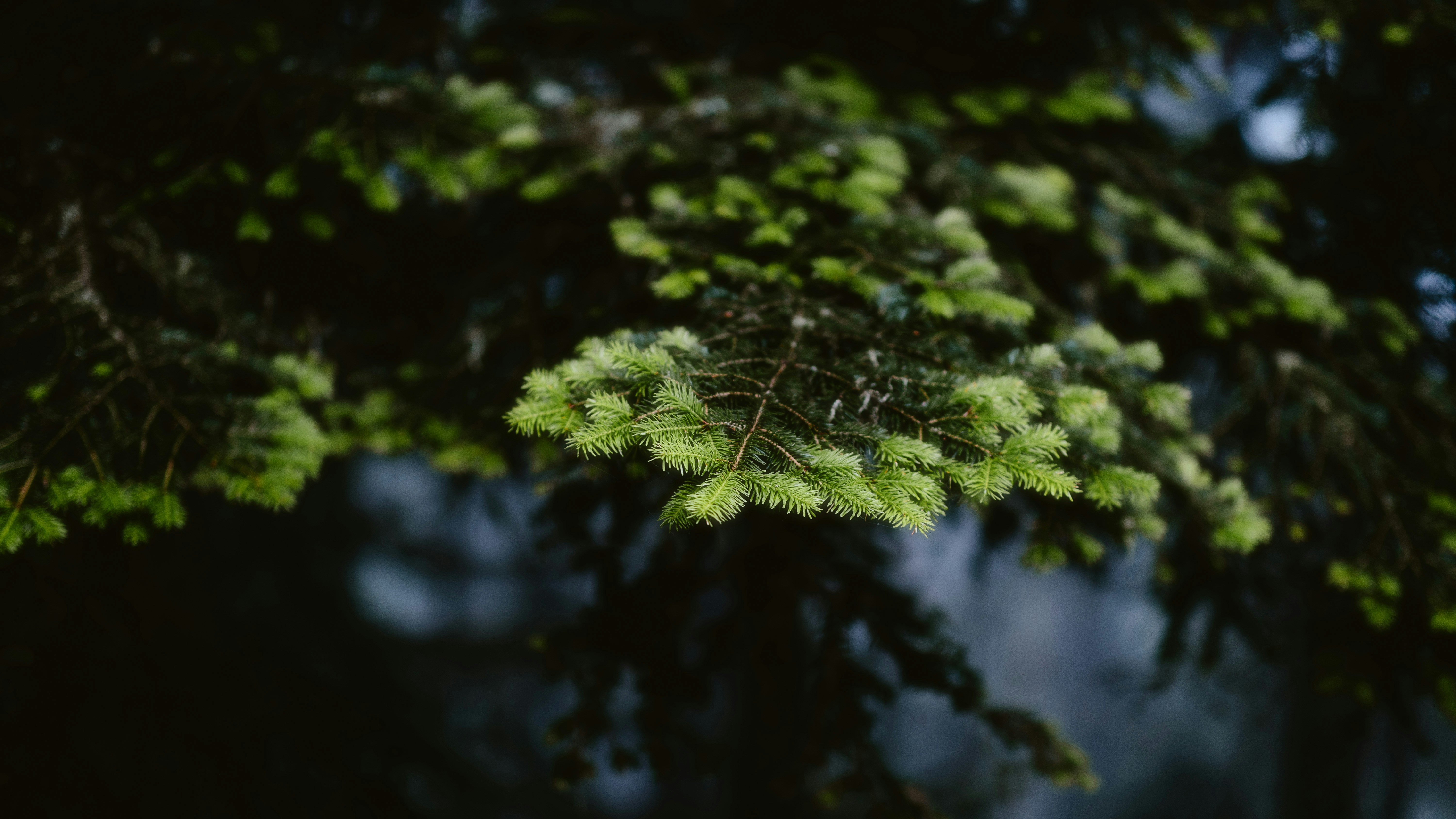 Photo by alingavriliuc