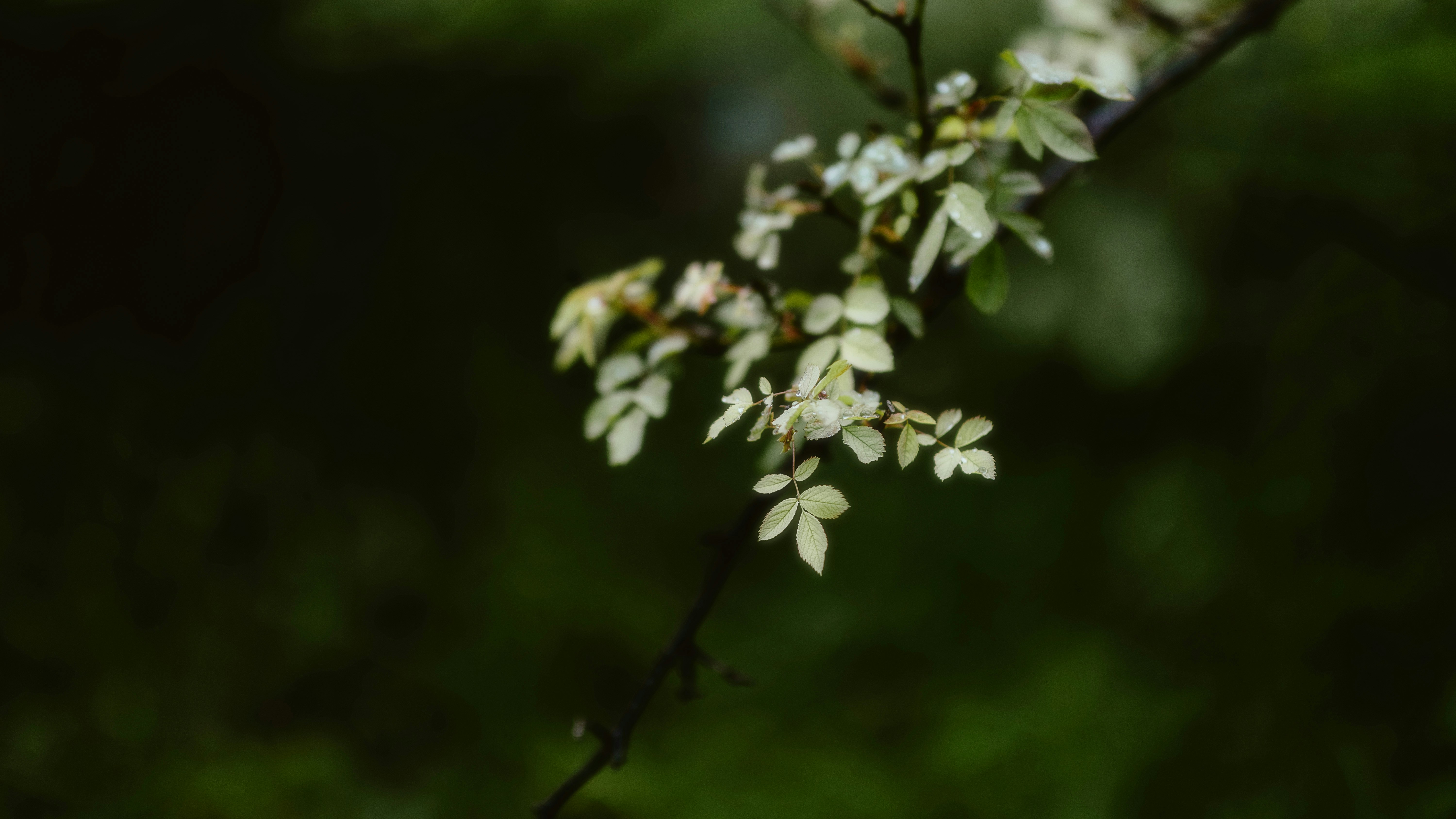 Photo by alingavriliuc