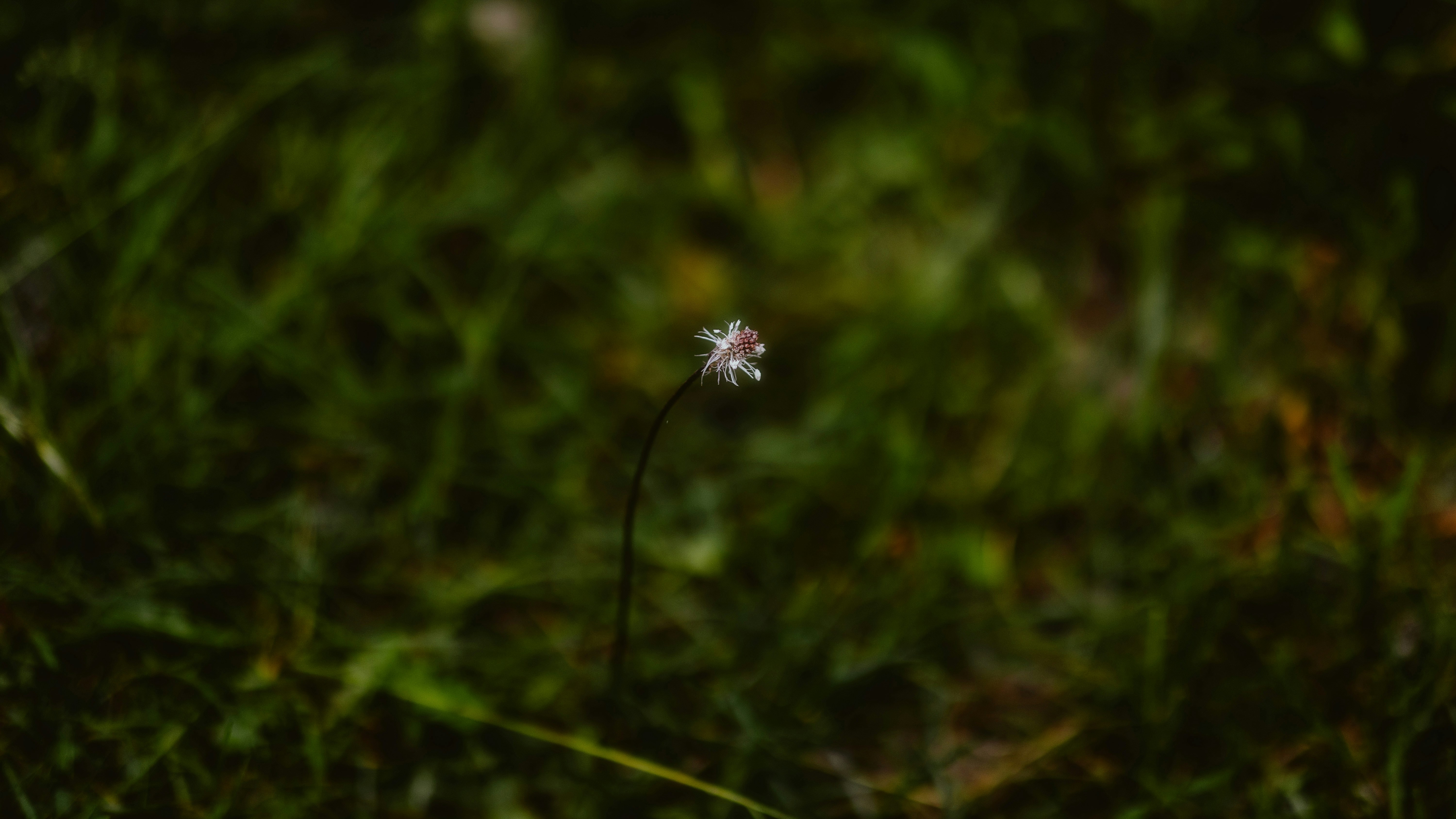 Photo by alingavriliuc