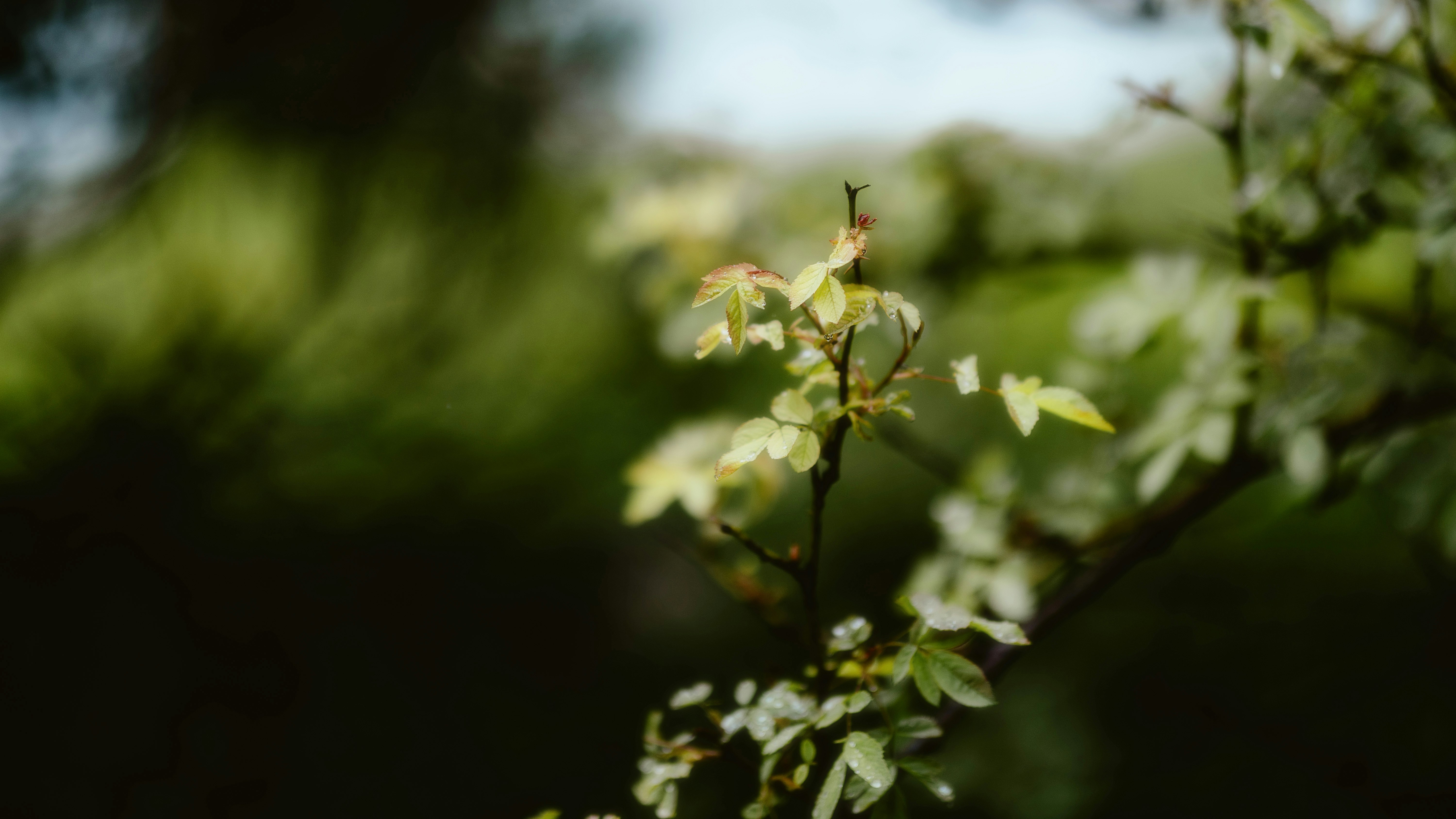 Photo by alingavriliuc