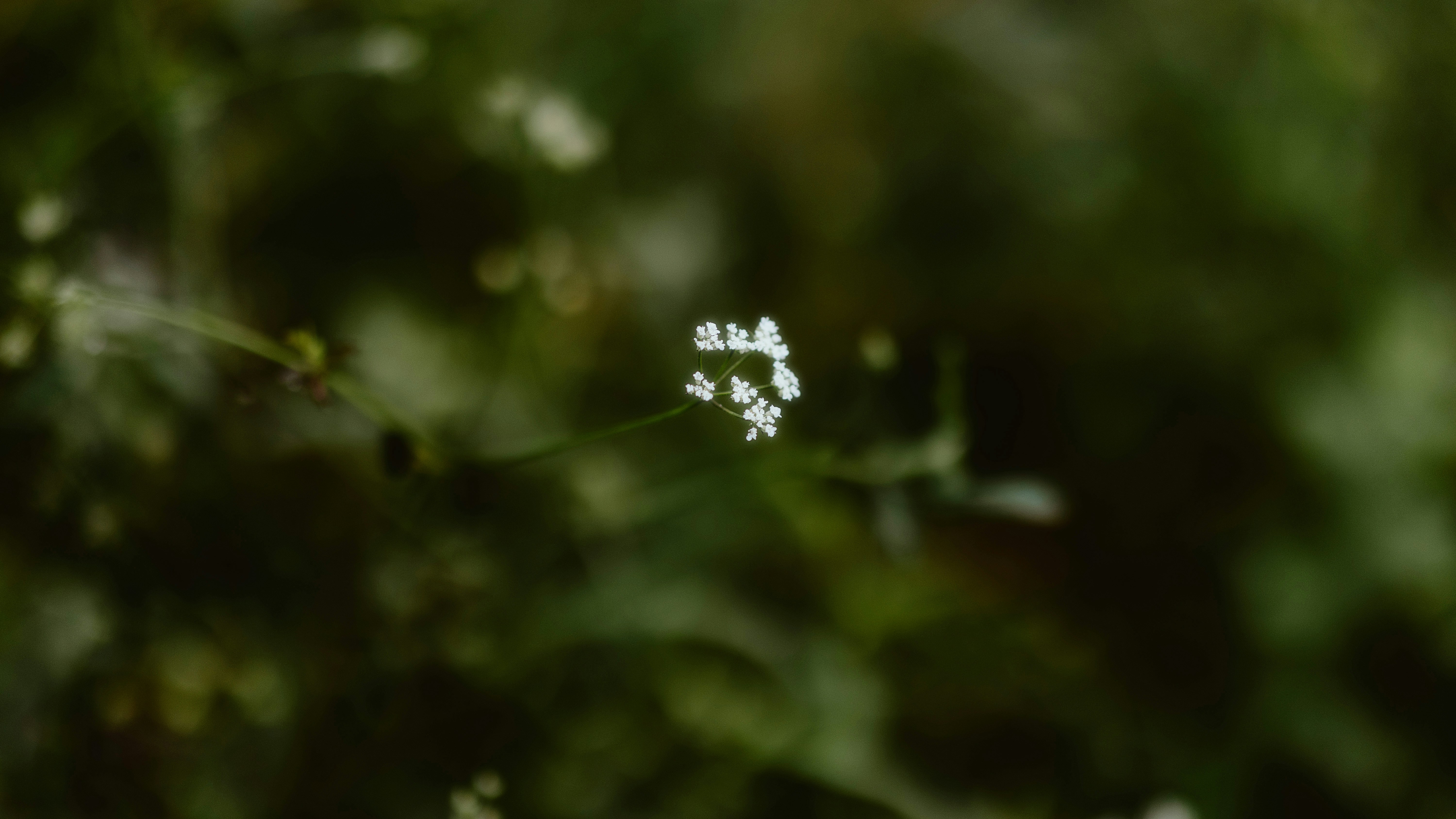 Photo by alingavriliuc