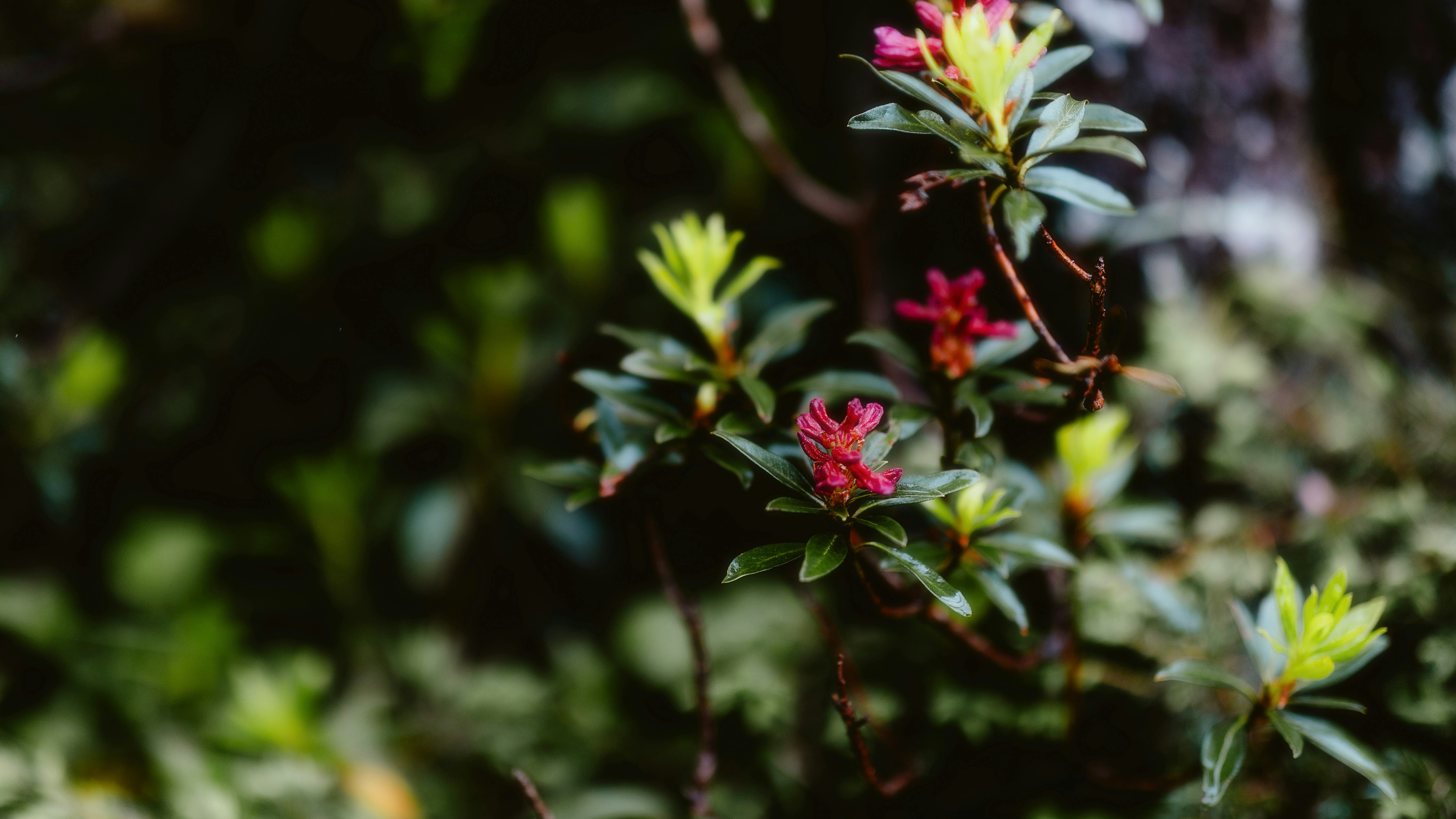 Photo by alingavriliuc