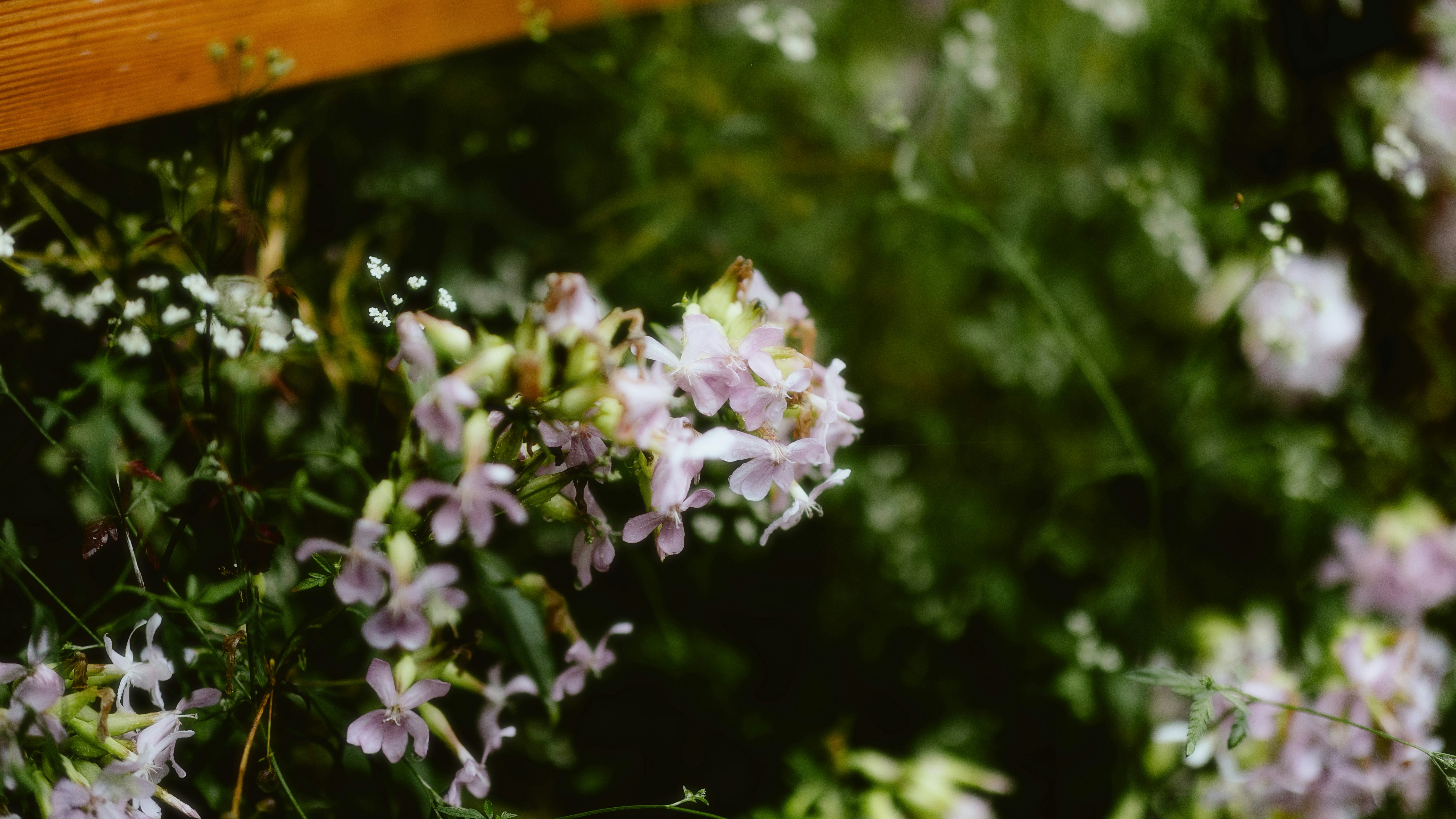 Photo by alingavriliuc