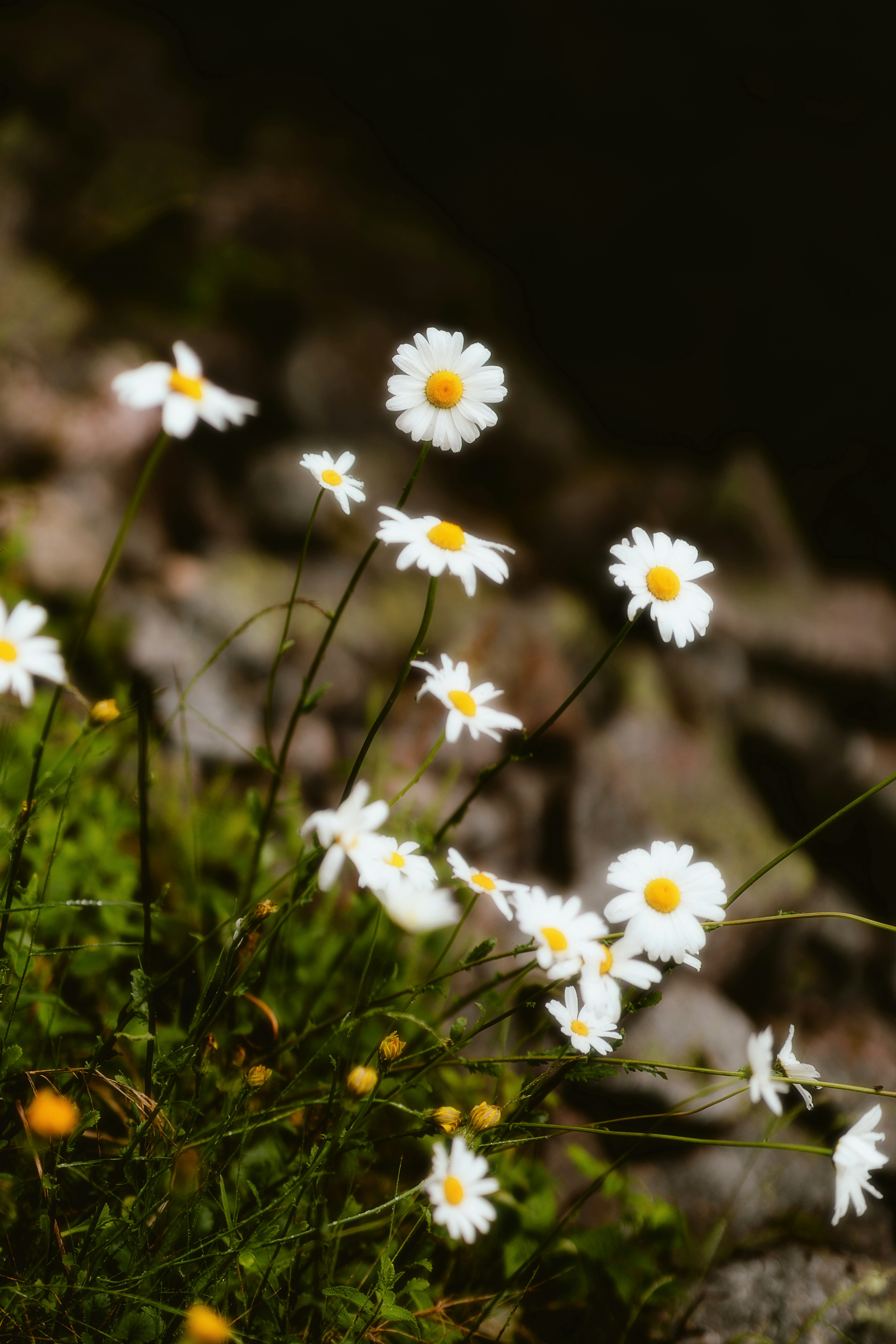 Photo by alingavriliuc