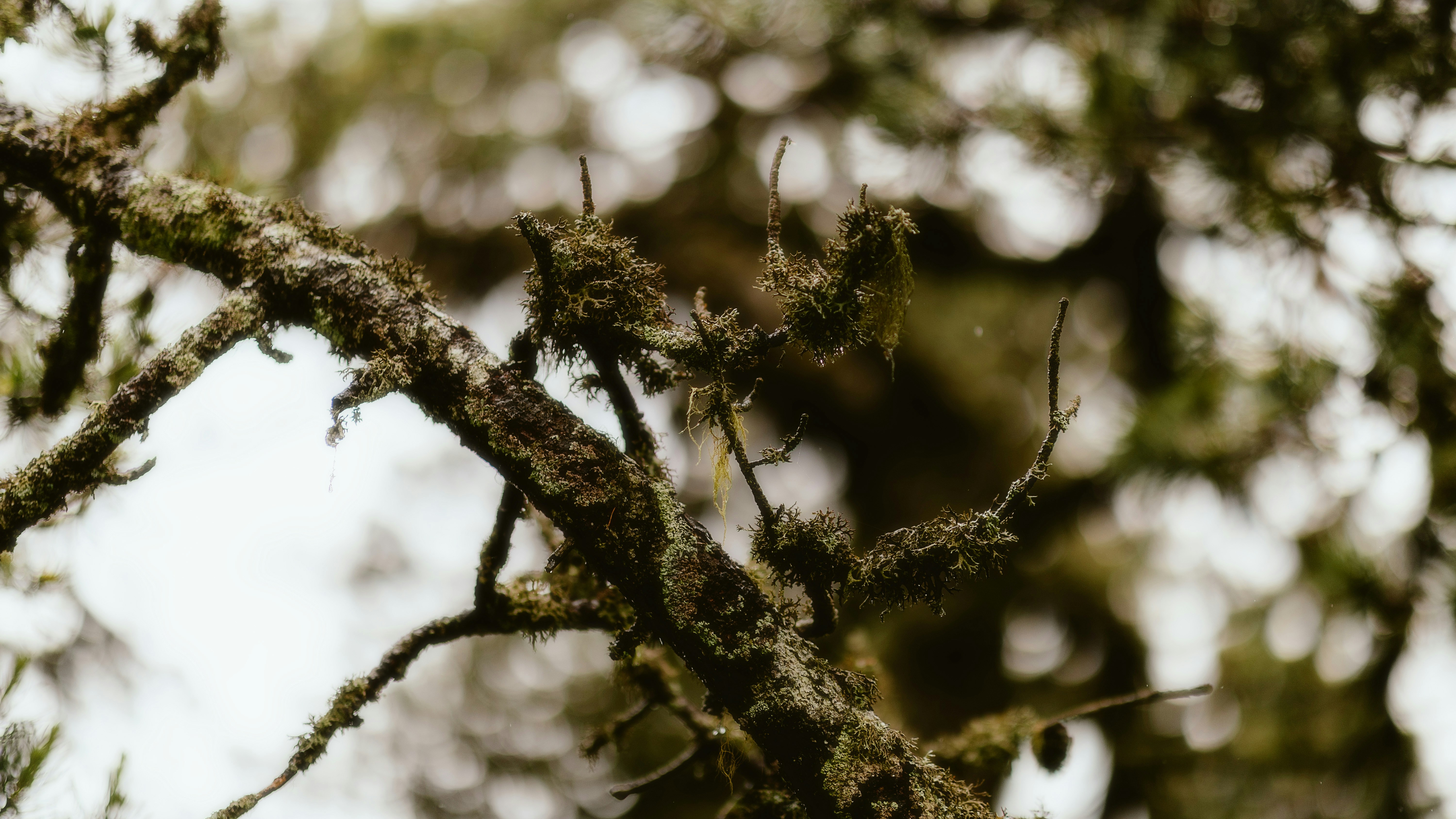 Photo by alingavriliuc