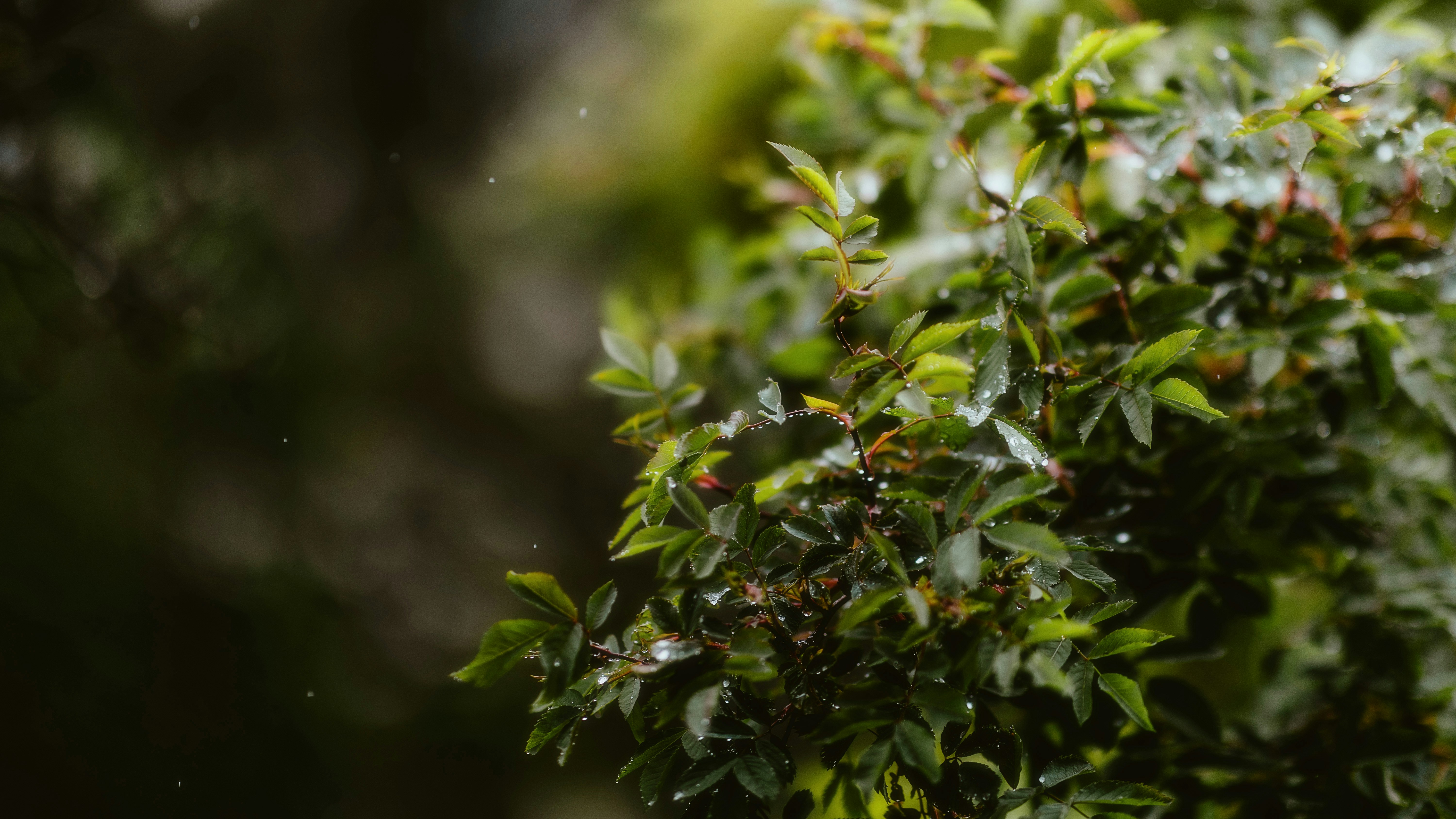 Photo by alingavriliuc