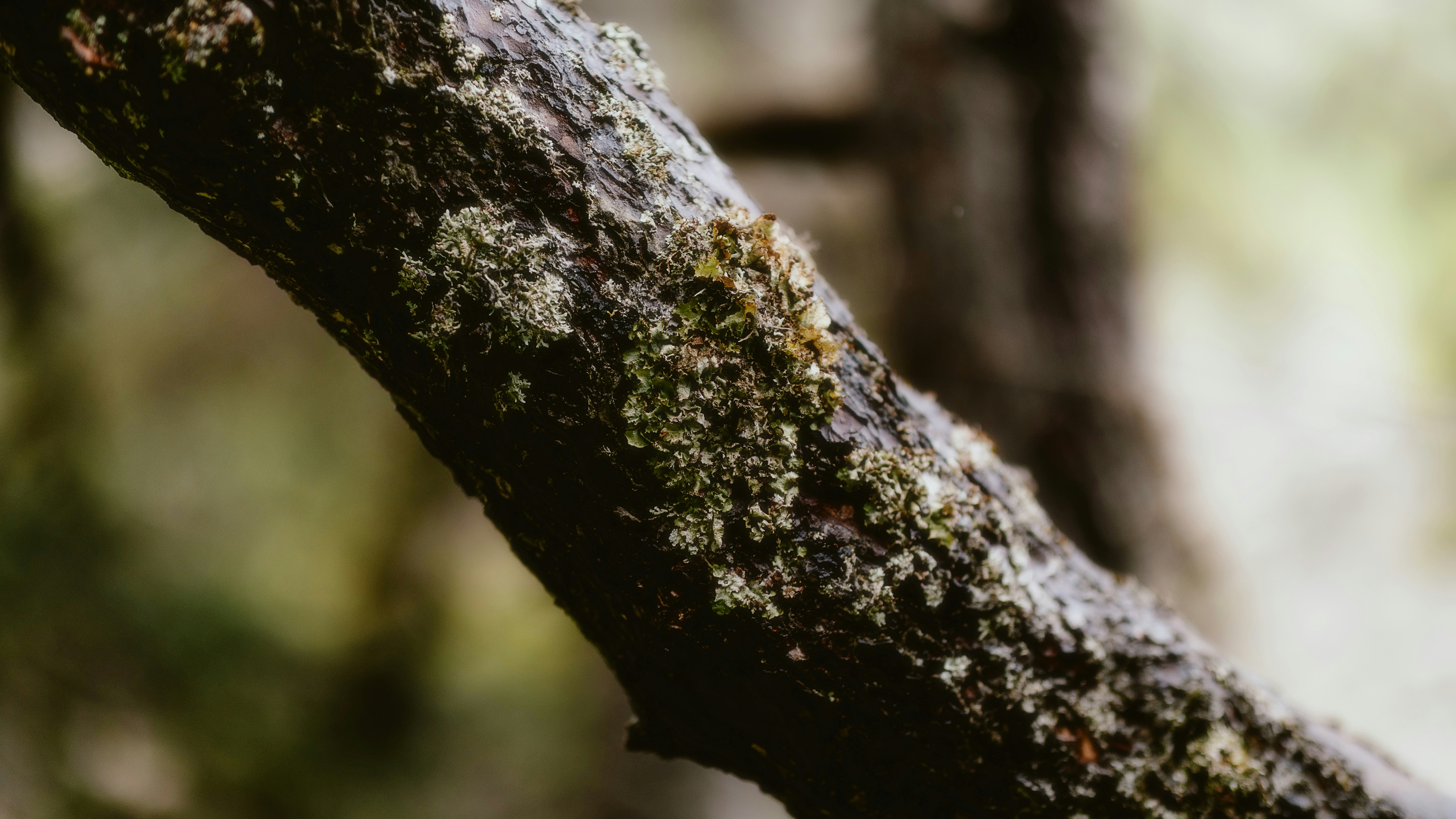 Photo by alingavriliuc