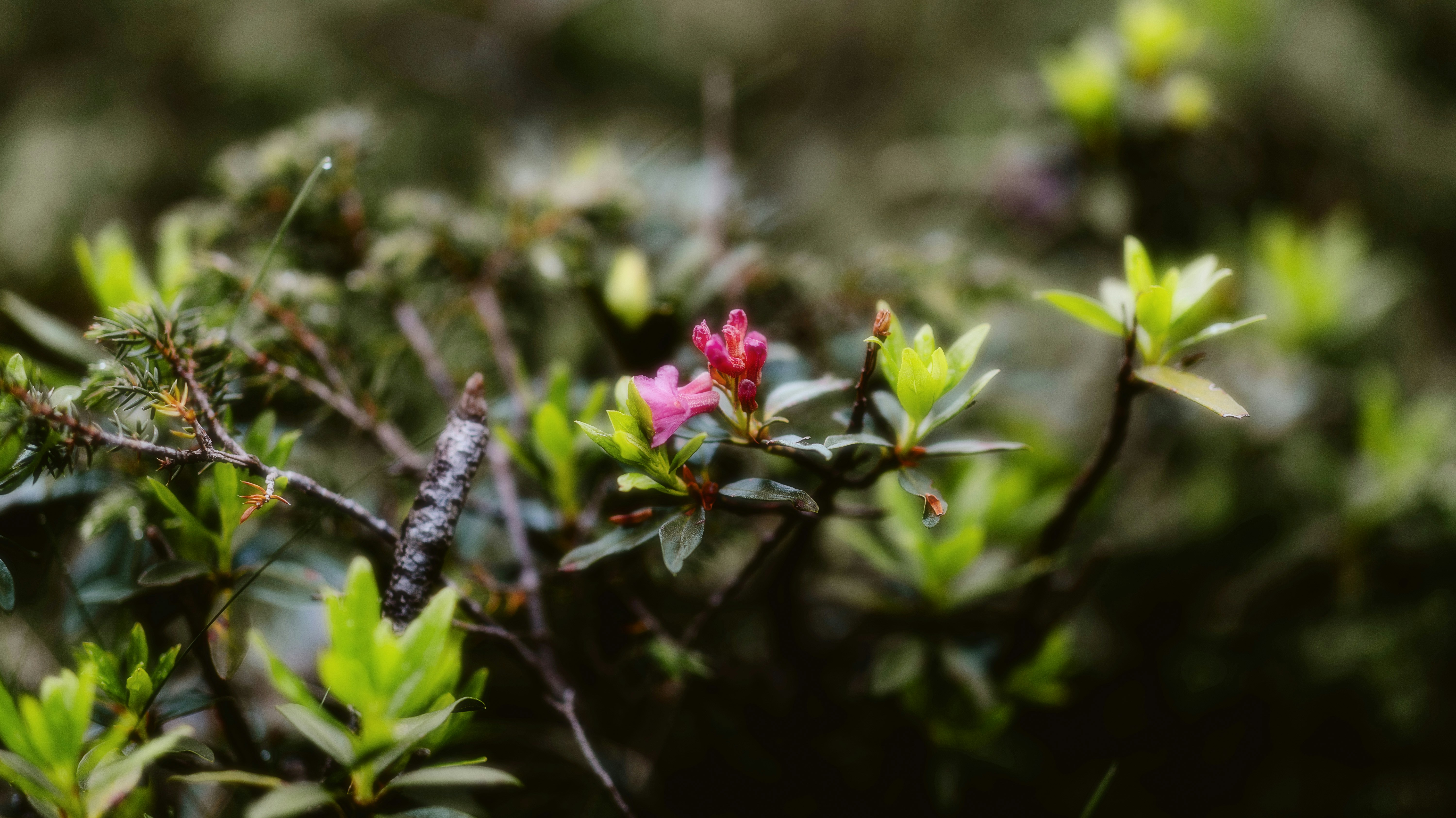 Photo by alingavriliuc