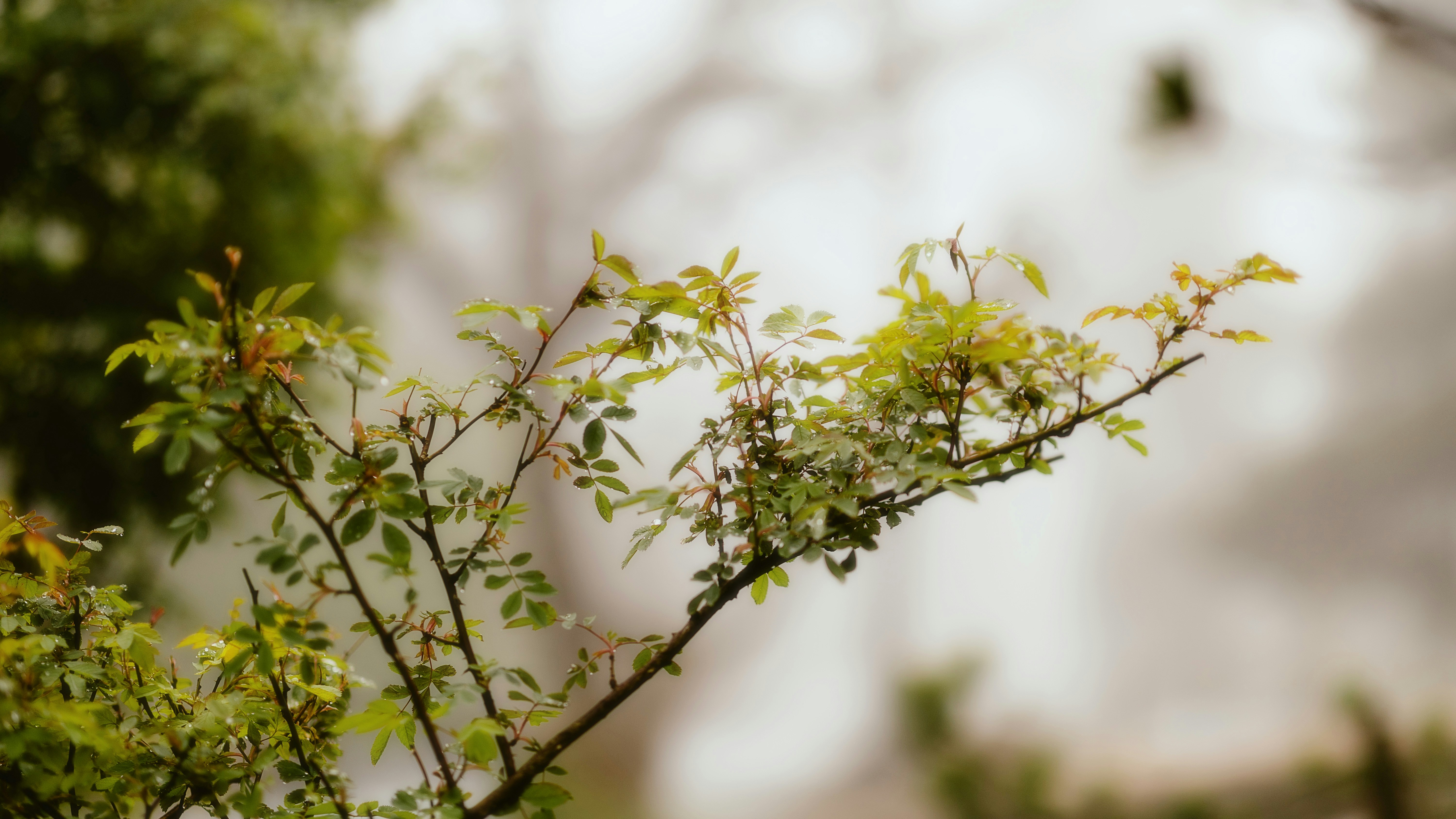 Photo by alingavriliuc