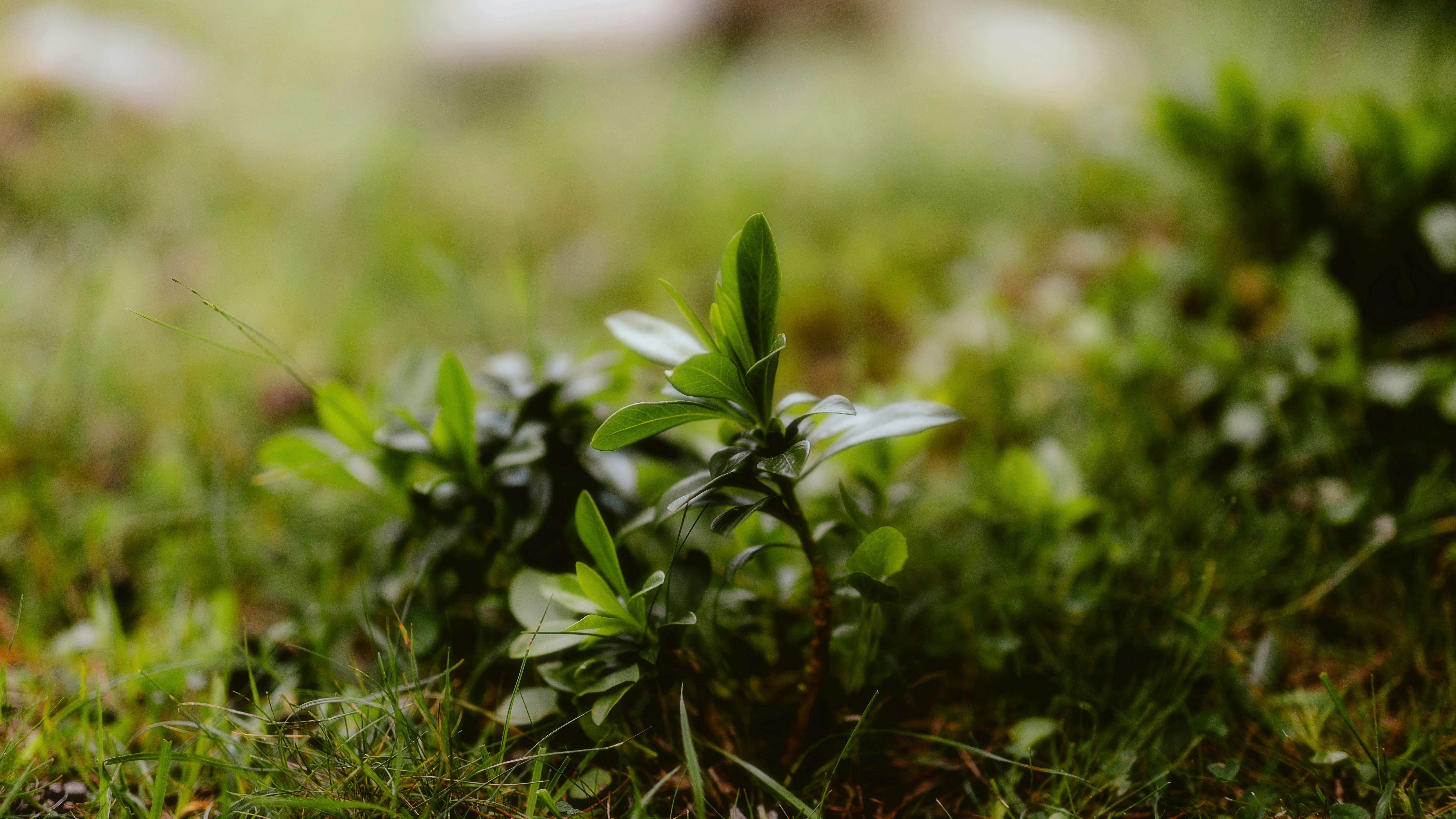 Photo by alingavriliuc