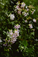A bunch of flowers that are in the grass