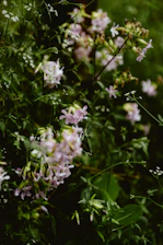 A bunch of flowers that are in the grass