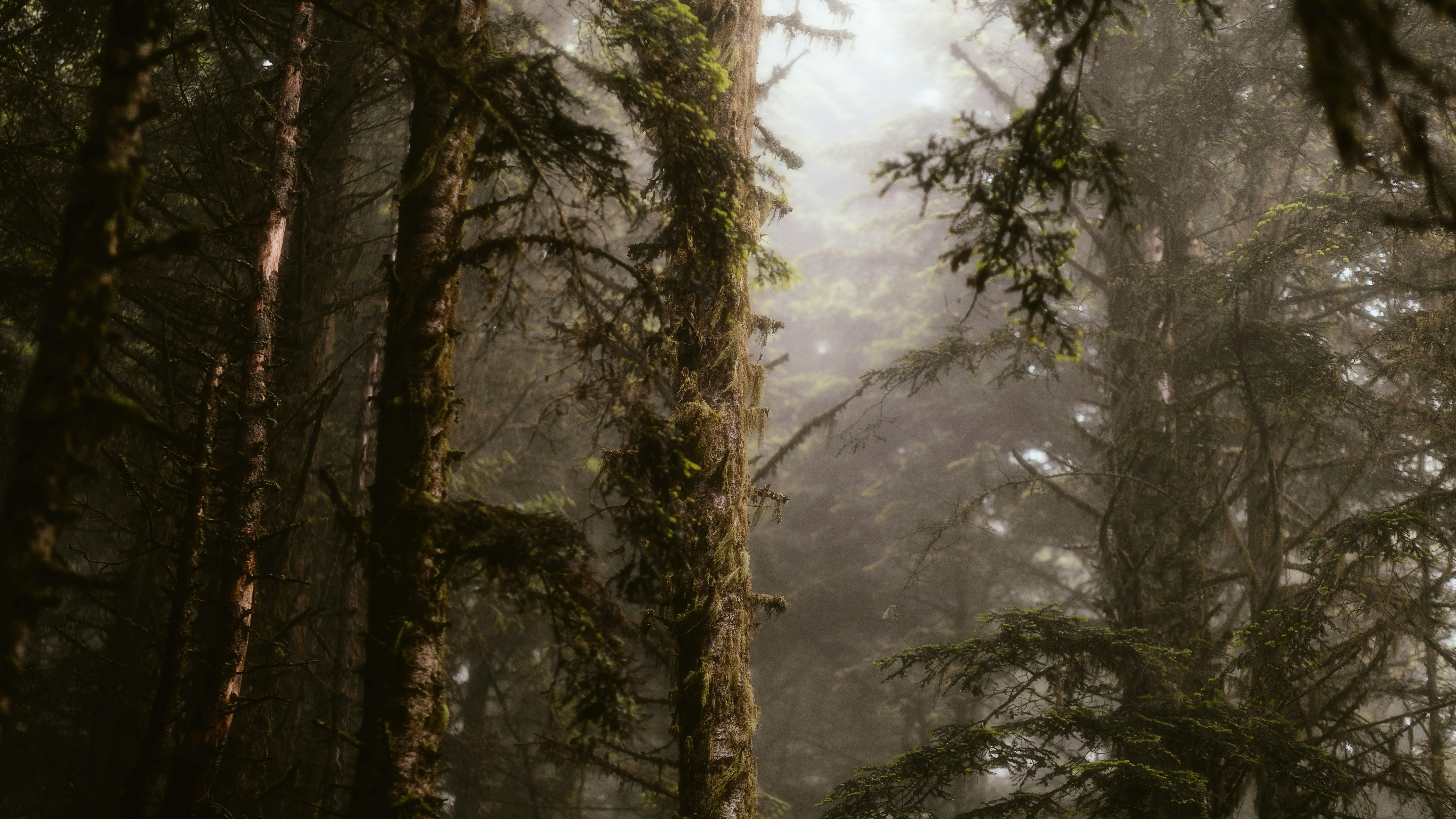 Photo by alingavriliuc