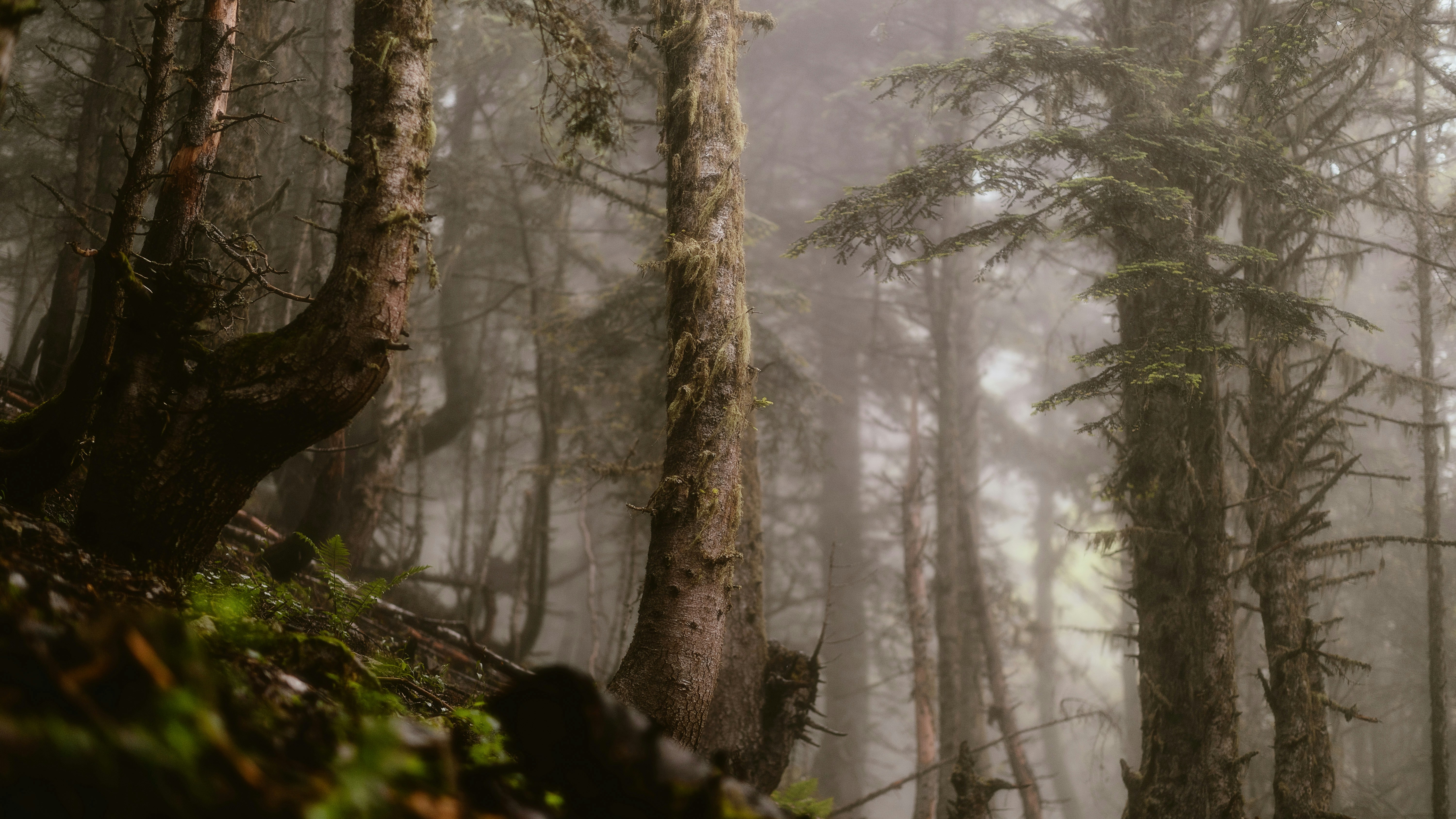 Photo by alingavriliuc