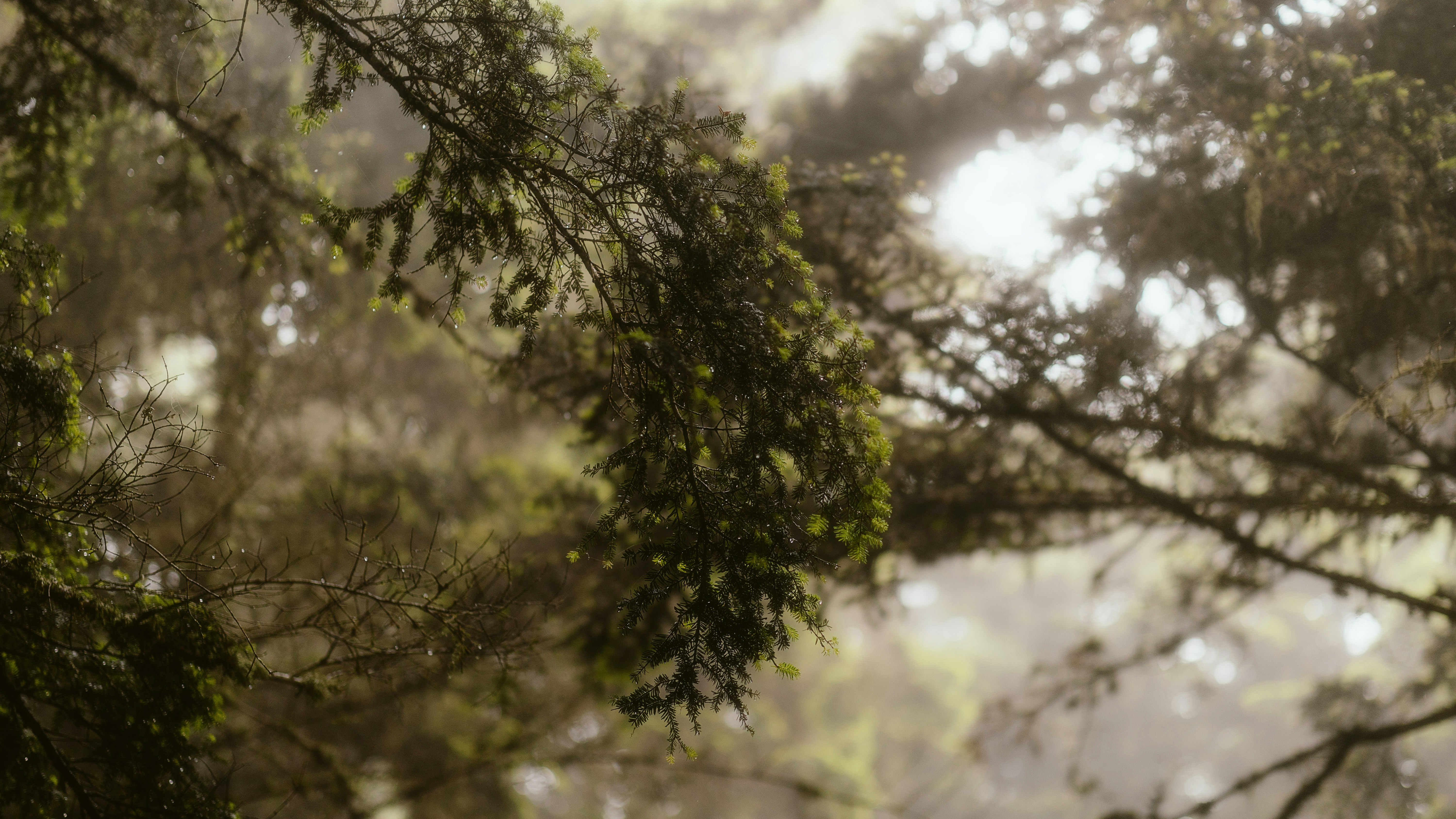 Photo by alingavriliuc