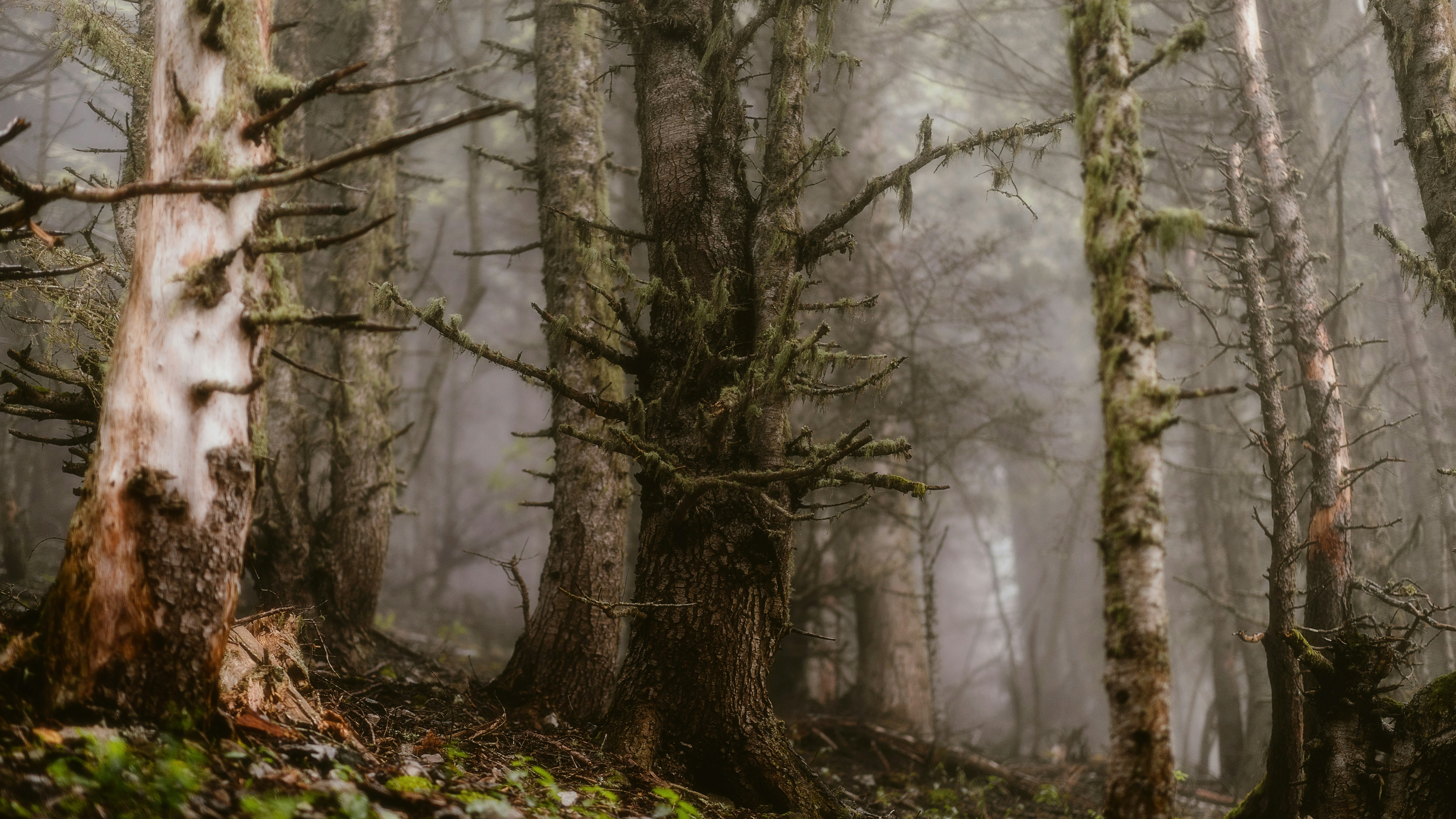 Photo by alingavriliuc