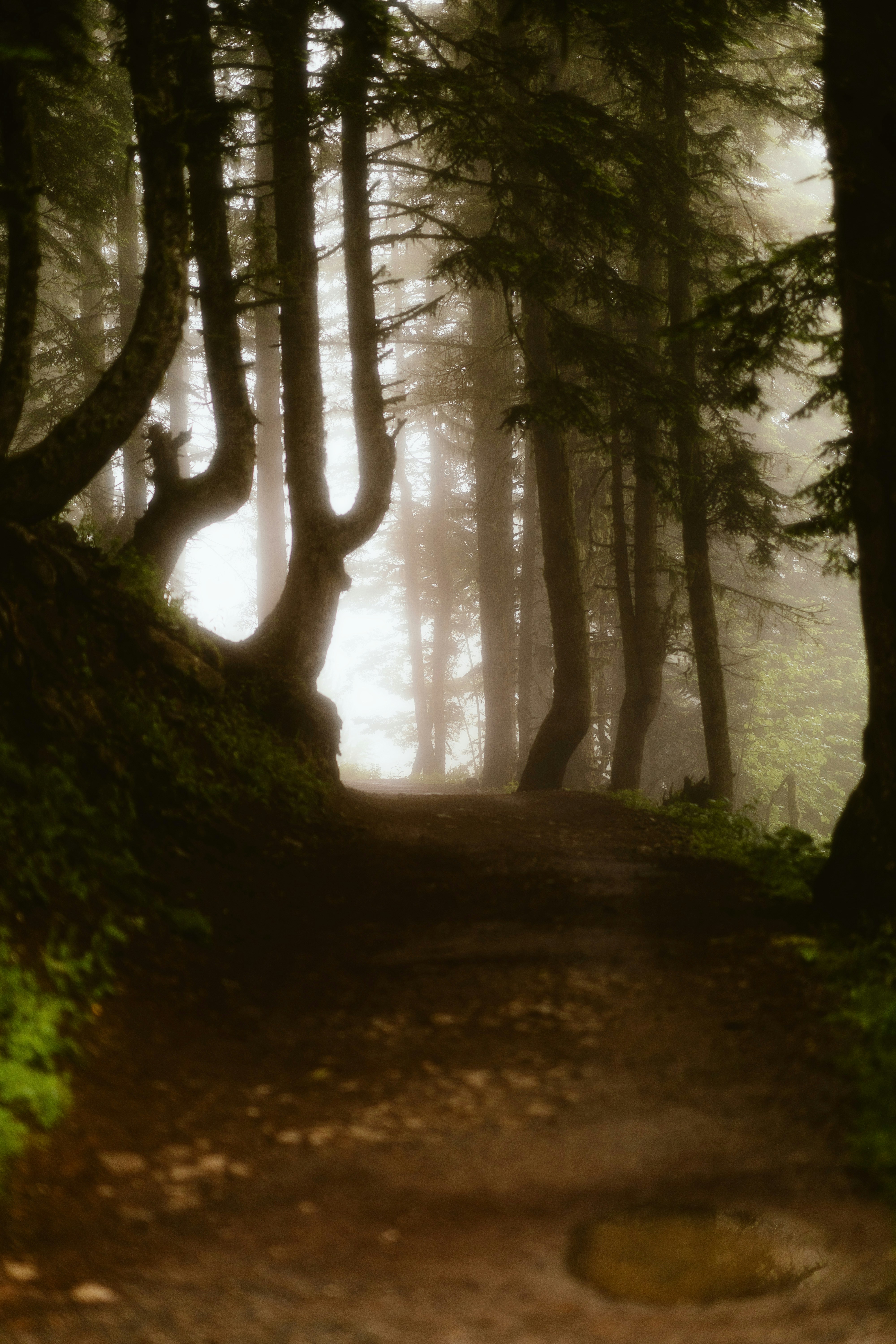 Photo by alingavriliuc