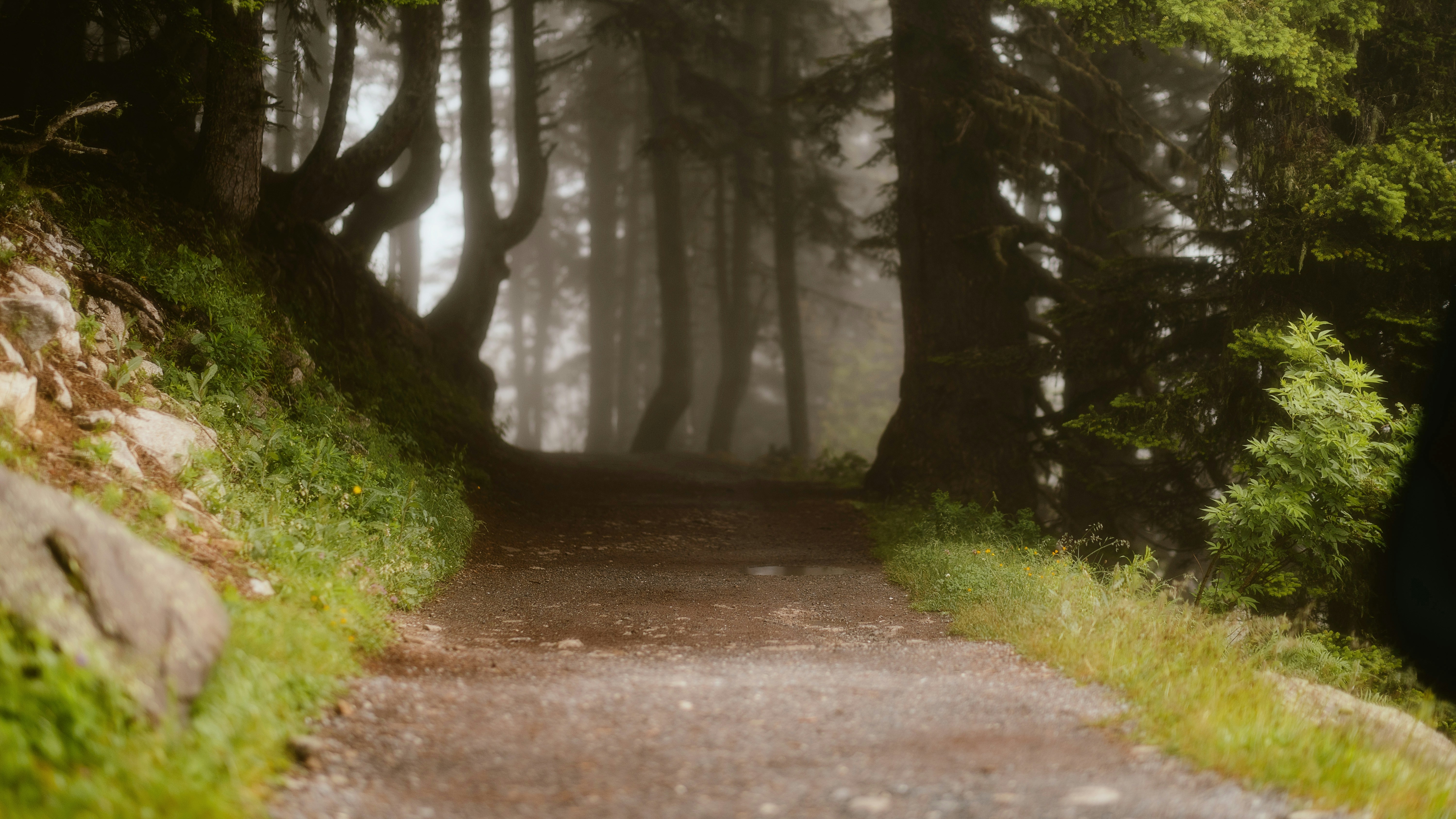 Photo by alingavriliuc