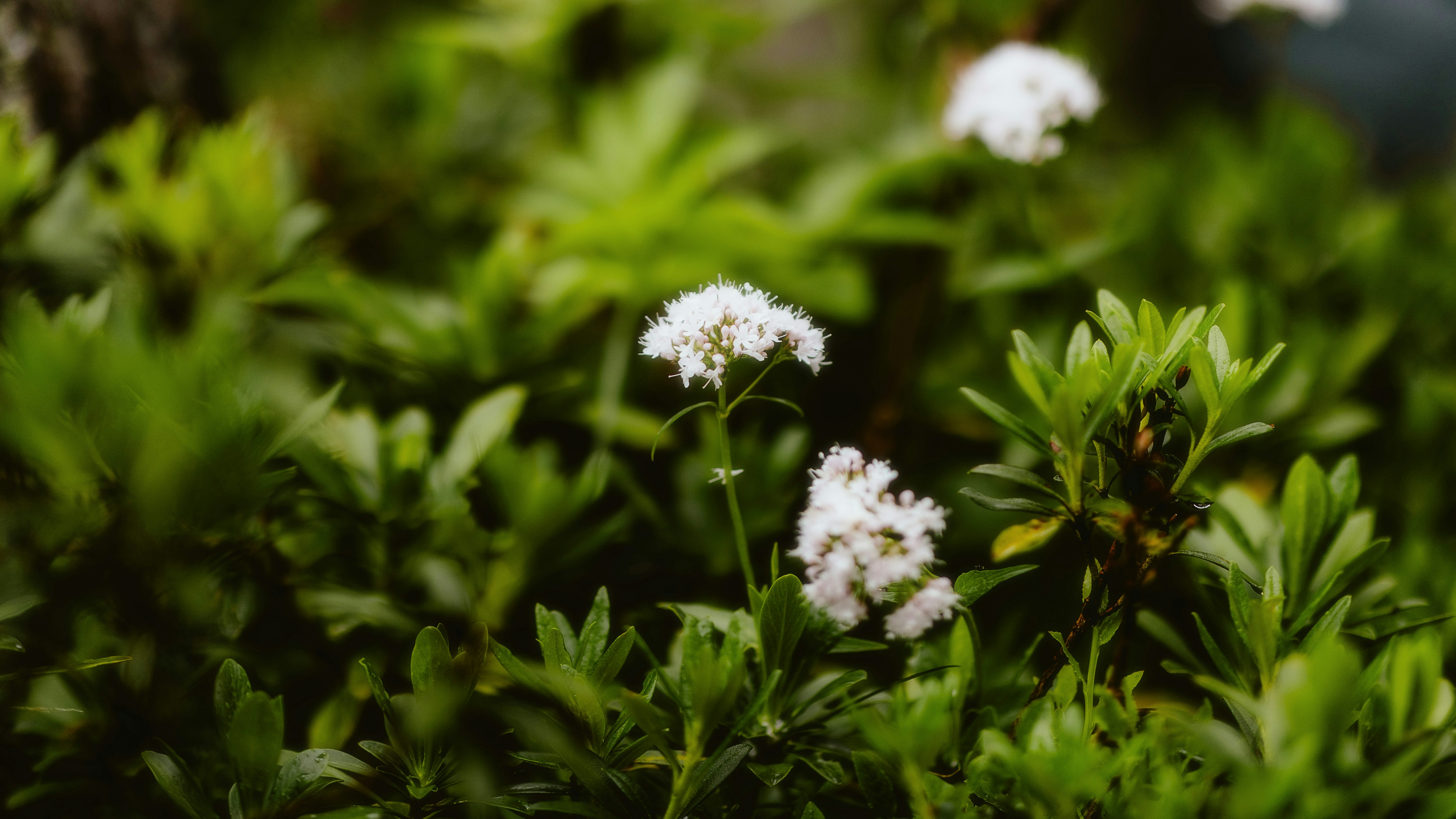 Photo by alingavriliuc