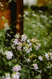 A bunch of flowers that are in the grass