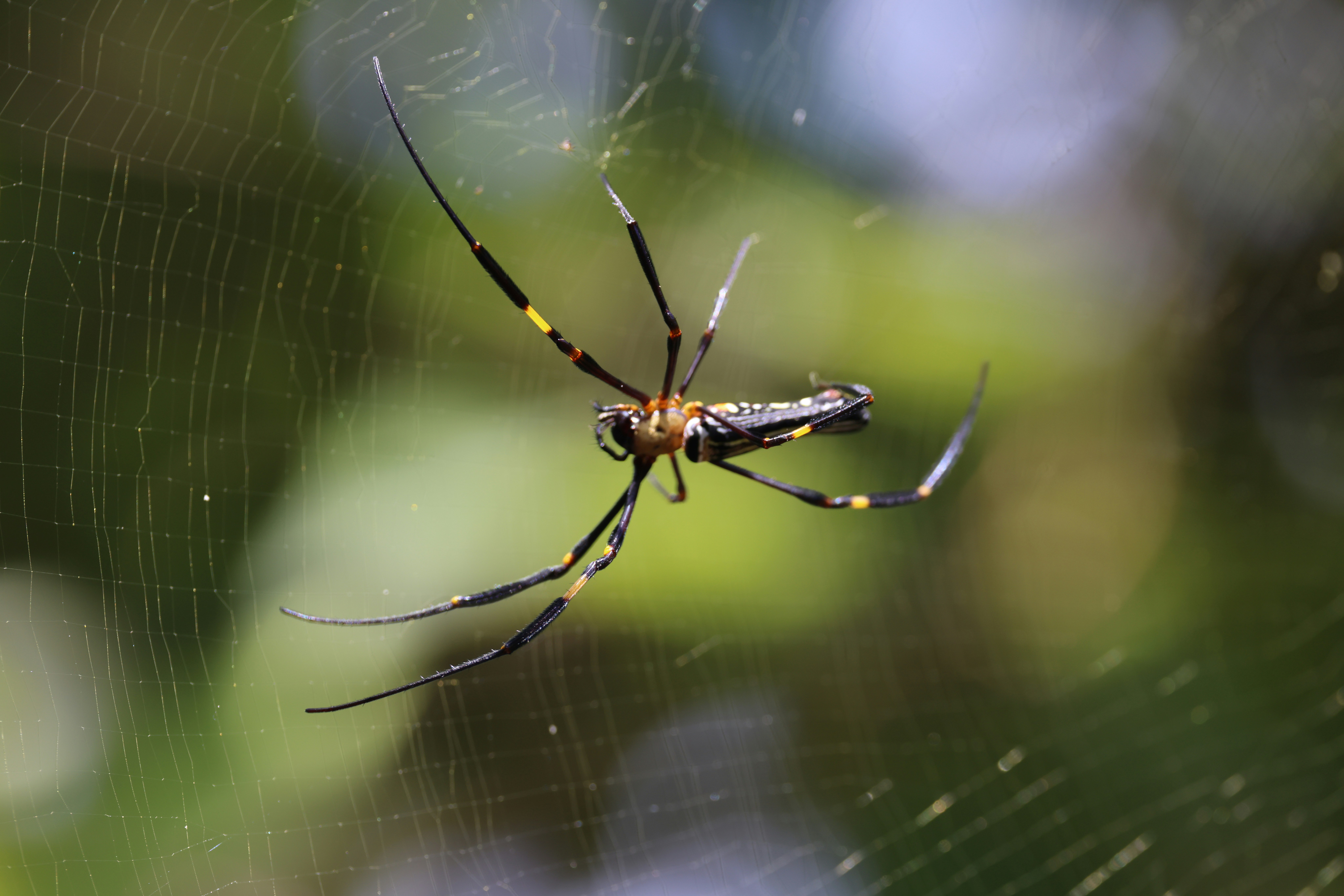 Photo by dickenslin76