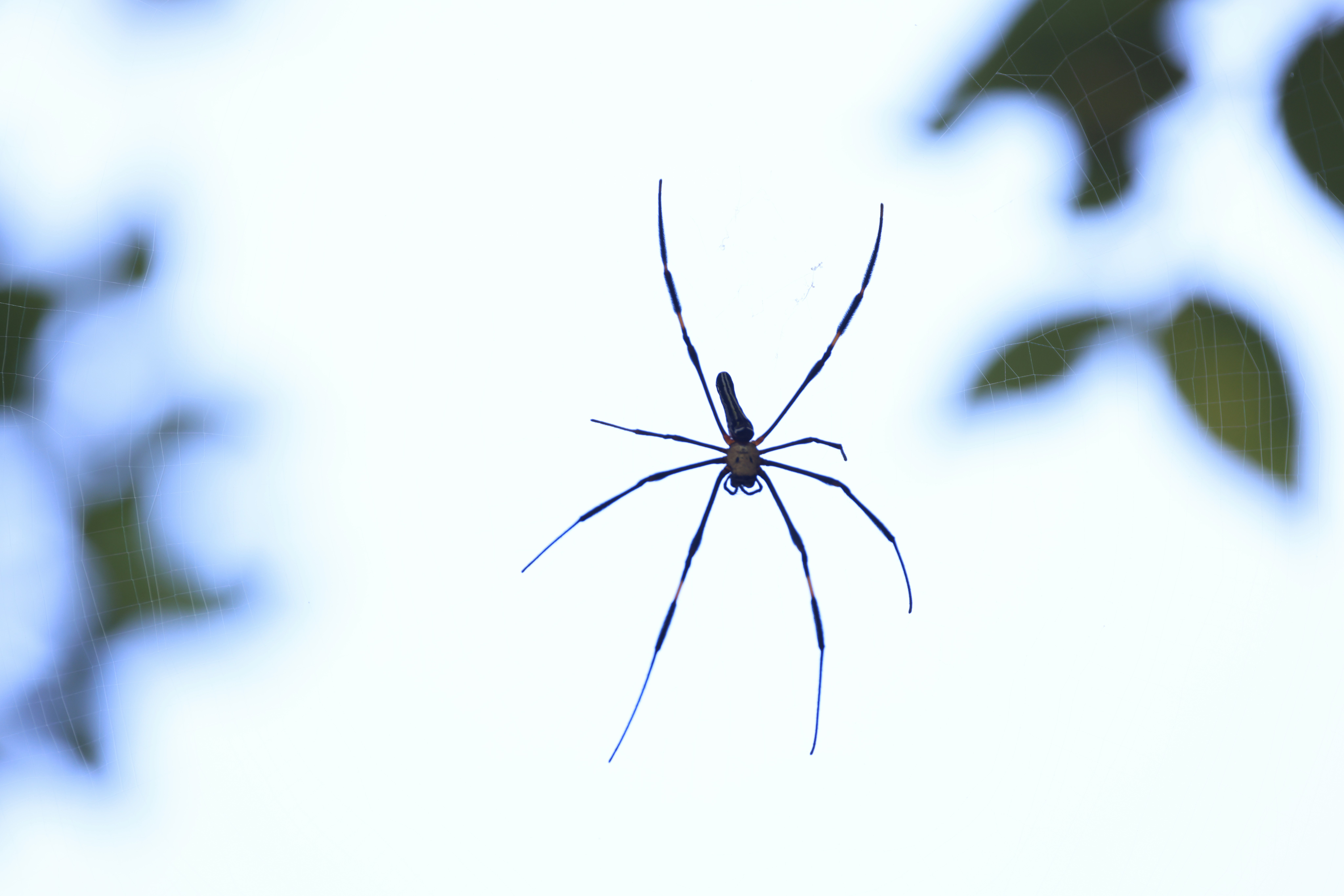 Photo by dickenslin76