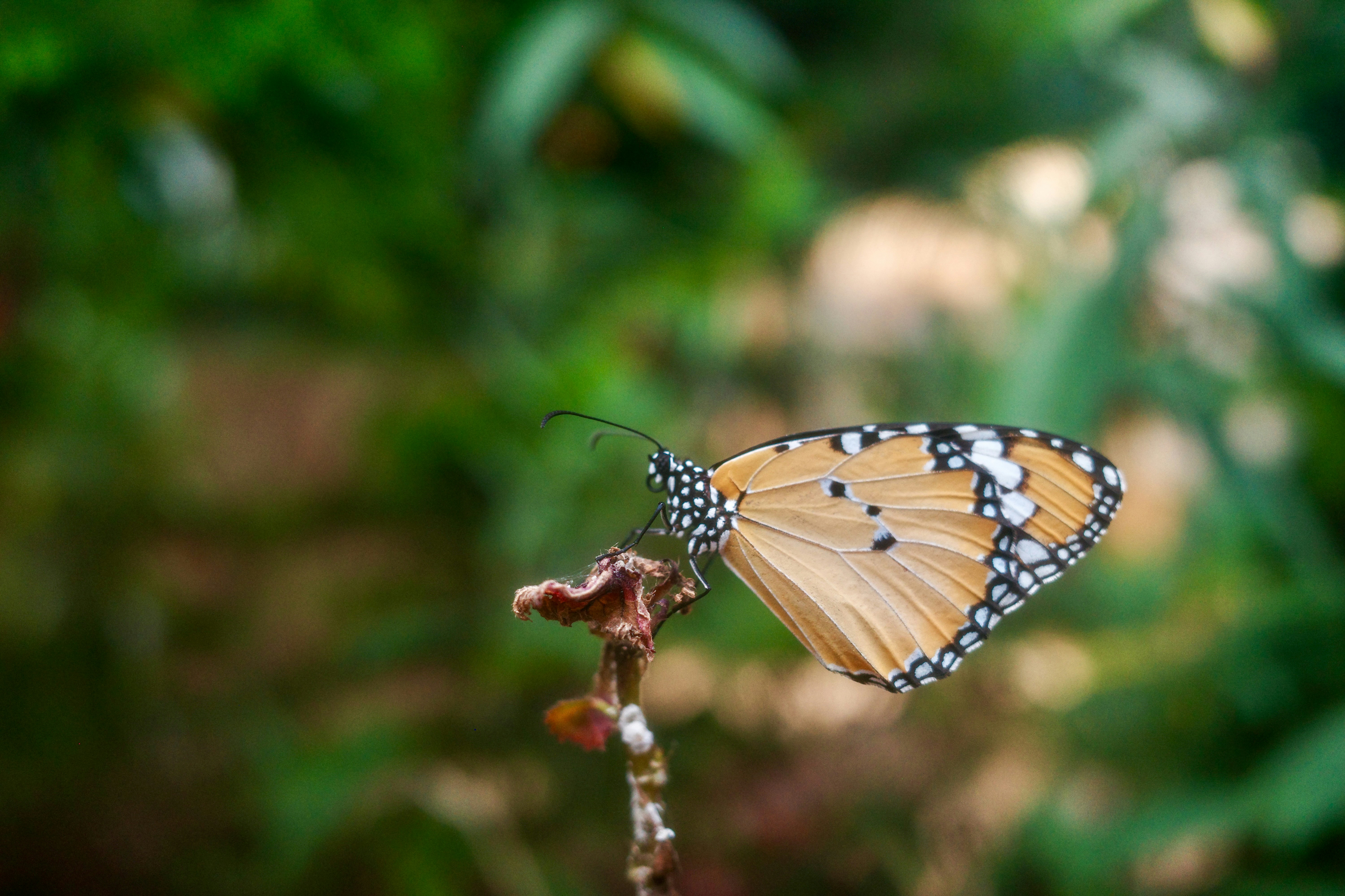 Una mariposa que está sentada sobre una flor foto – Imagen de Animal  gratuita en Unsplash, image size:3000x2000