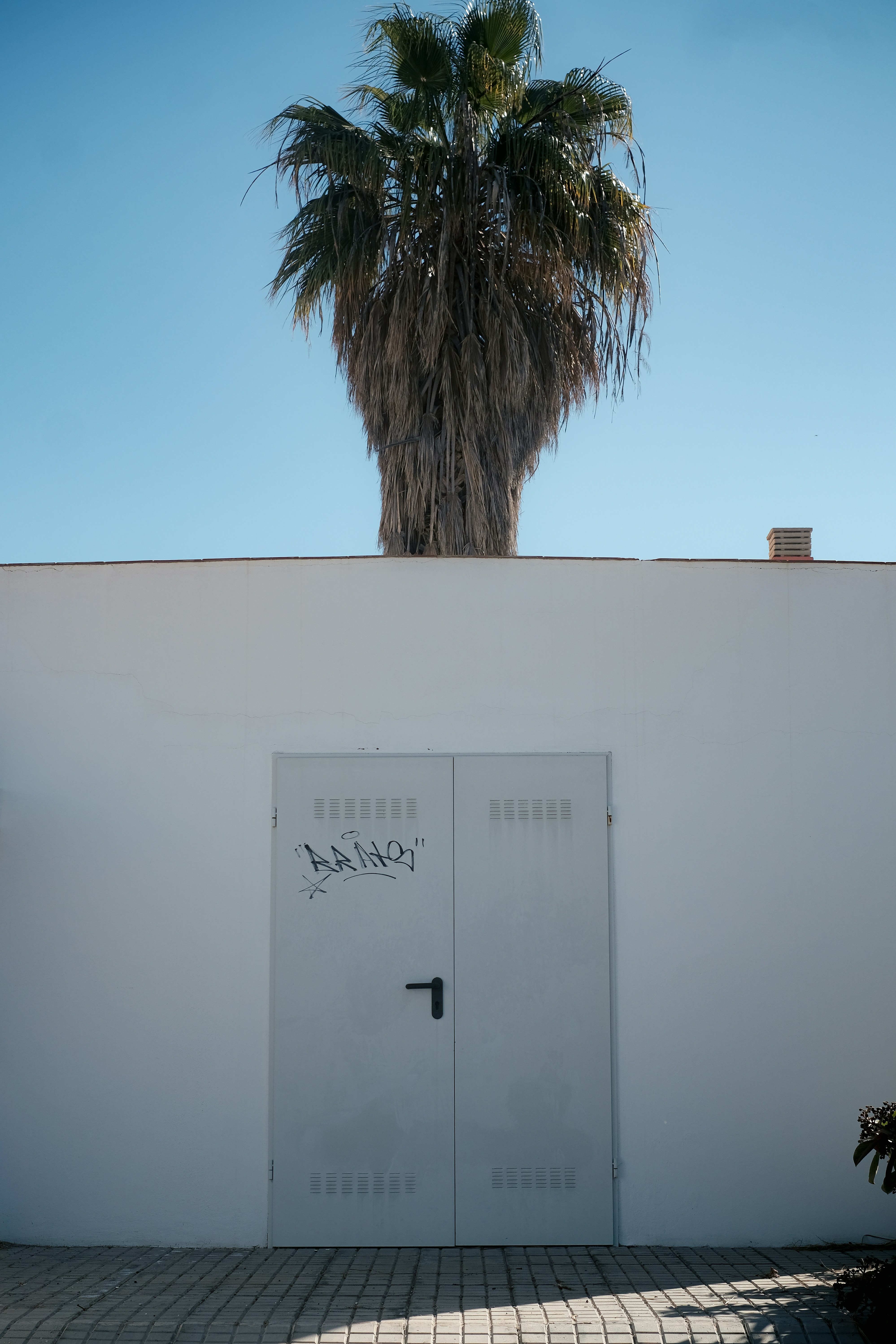 A white building with a palm tree in front of it
