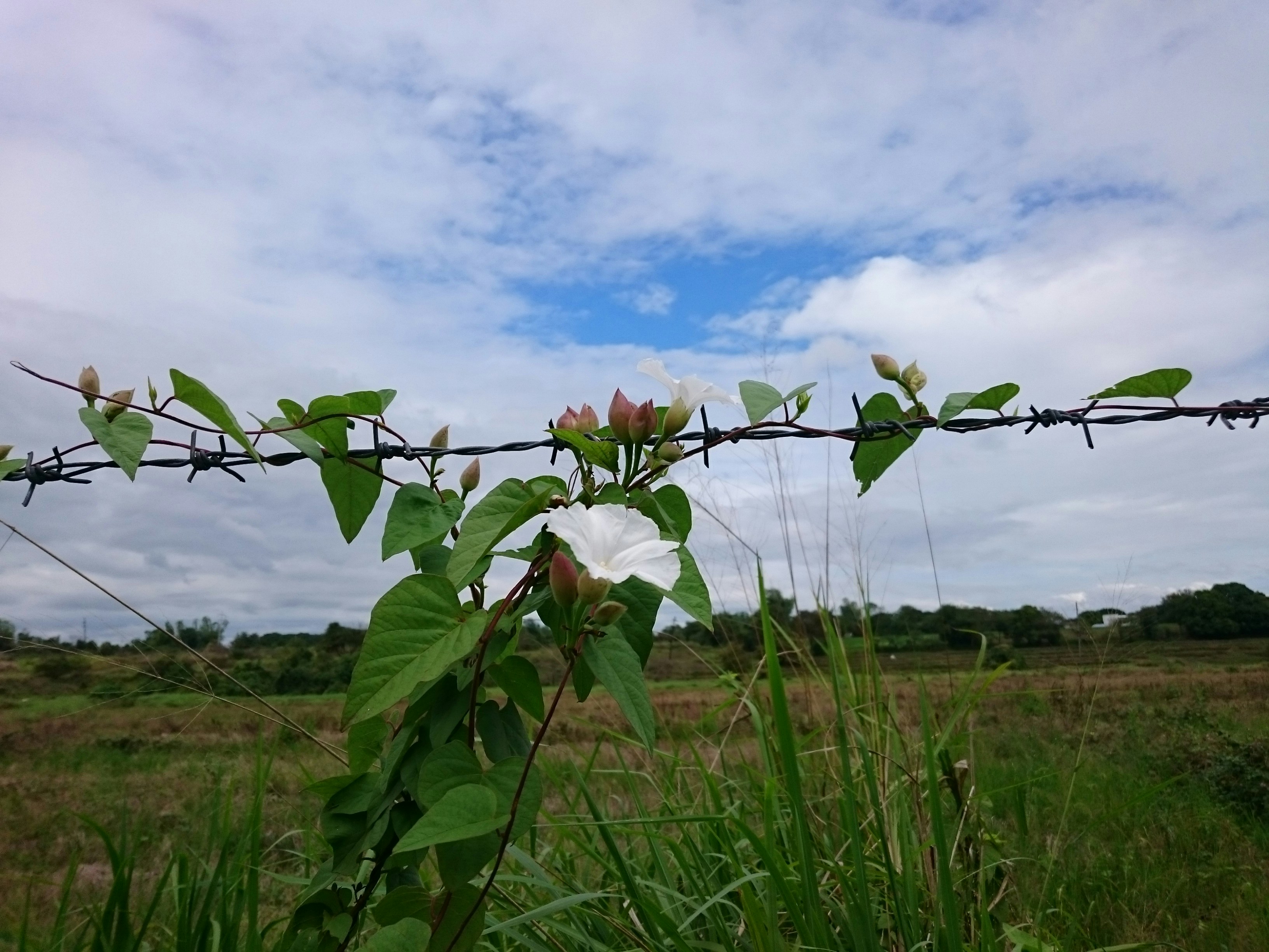 A barbed wire fence with flowers growing on it