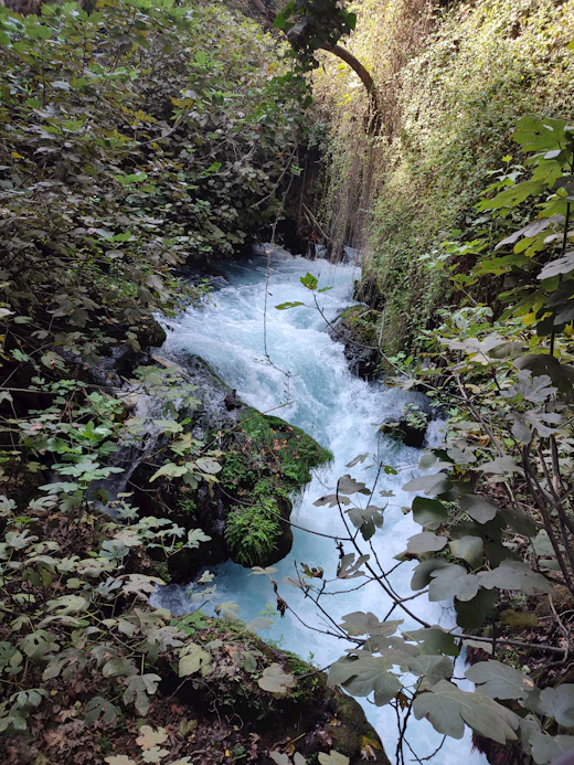 River threading through lush green forest
