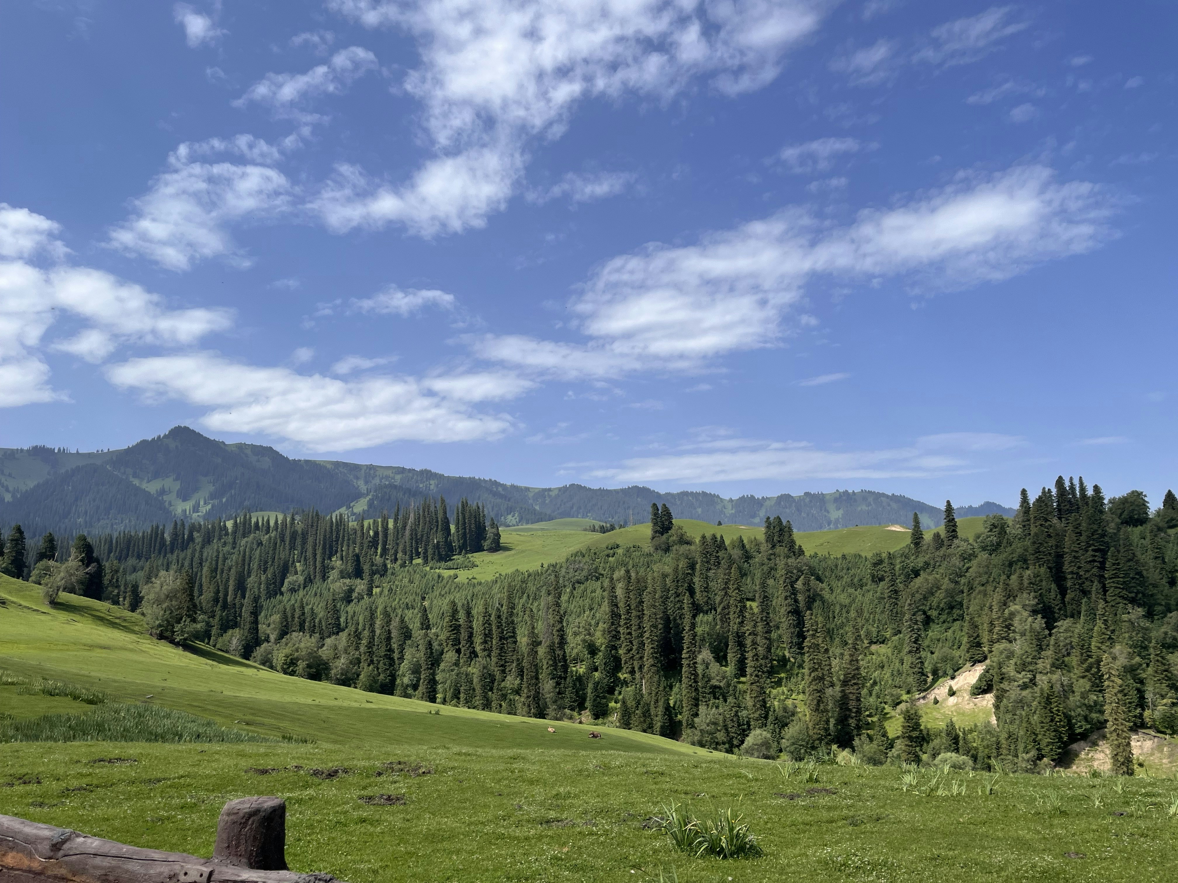 A wooden bench sitting on top of a lush green hillside
