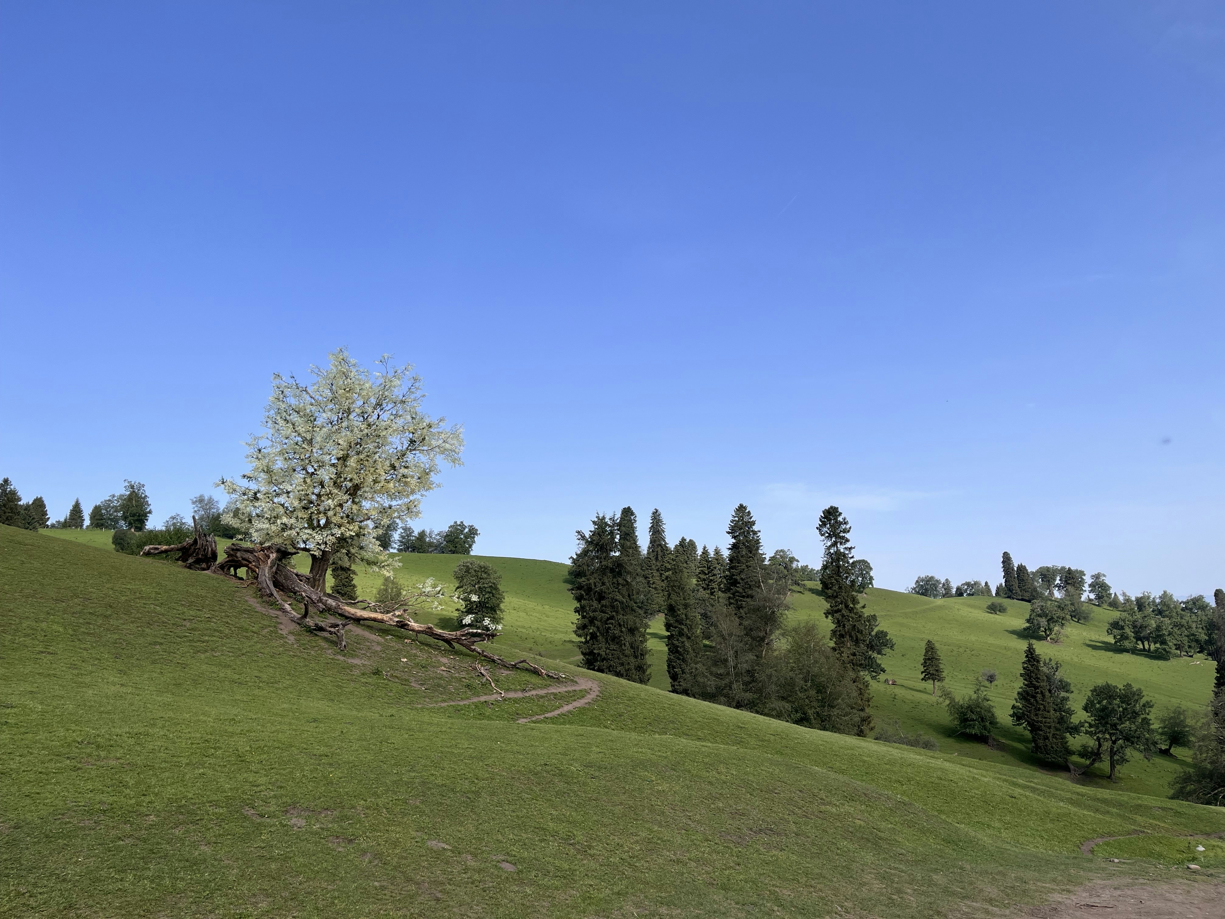 A grassy hill with a tree on top of it