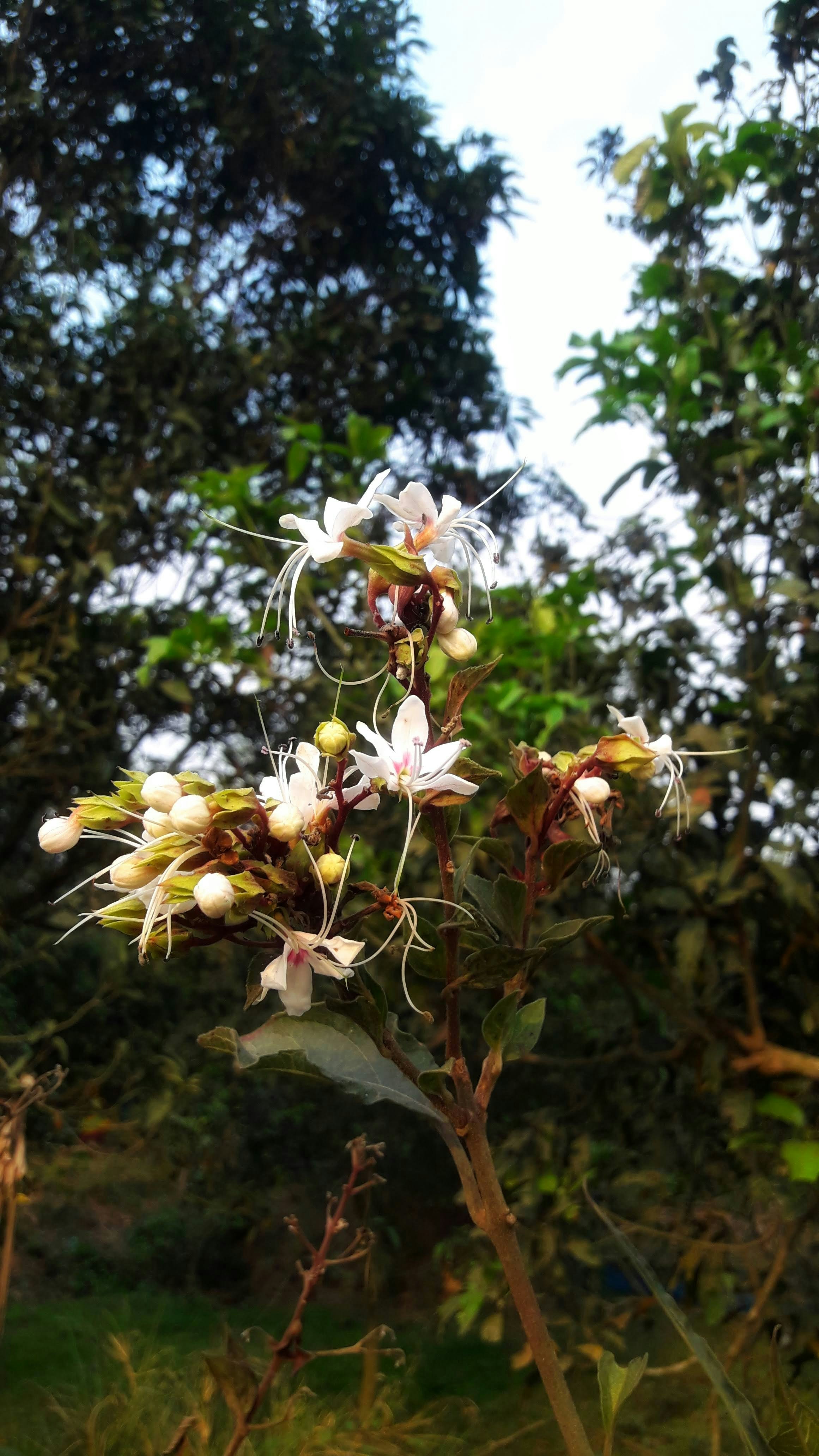 A close up of a plant with white flowers photo – Free Bangladesh Image ...
