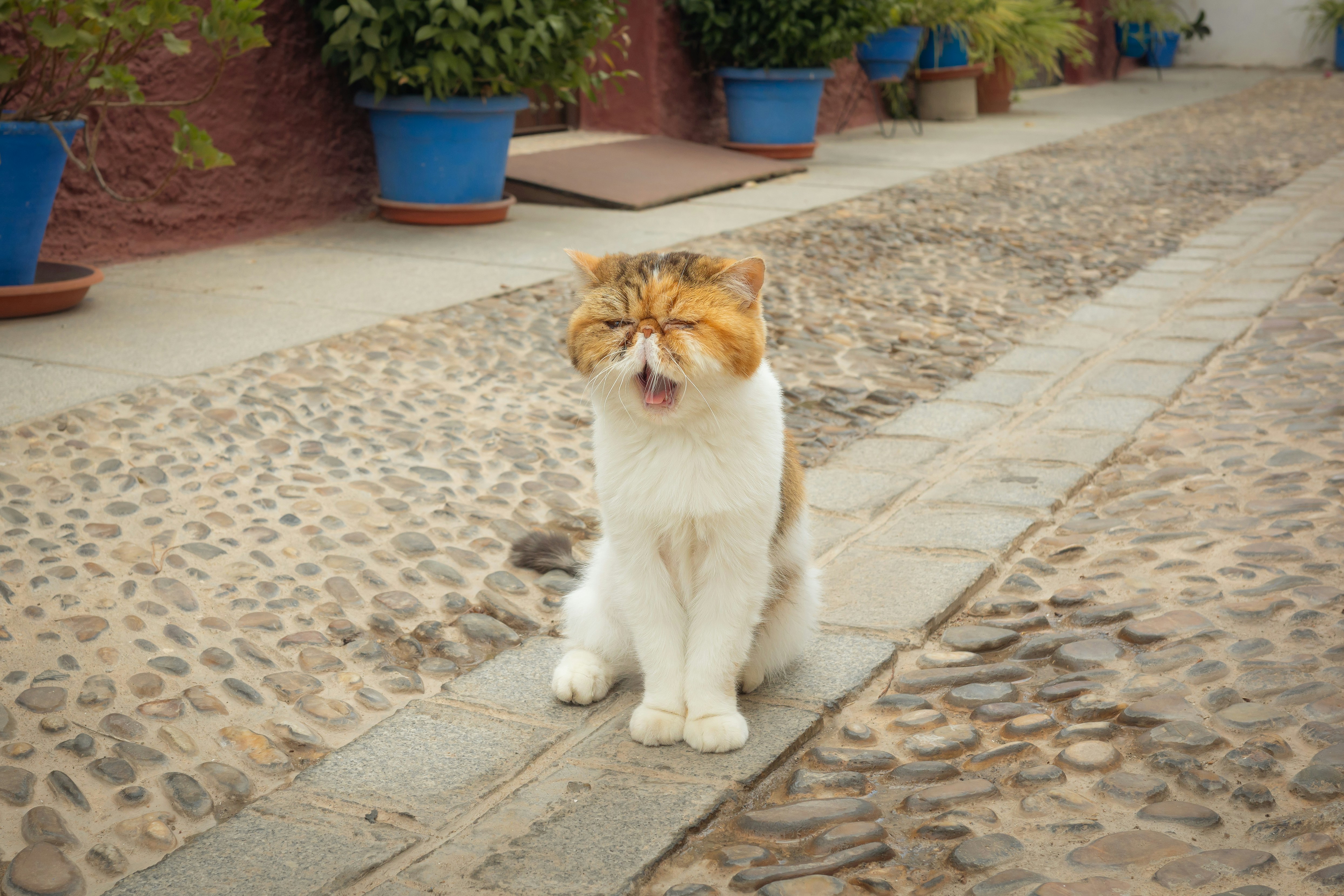 A cat sitting on a cobblestone road with potted plants in the background