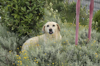 A dog that is sitting in the grass