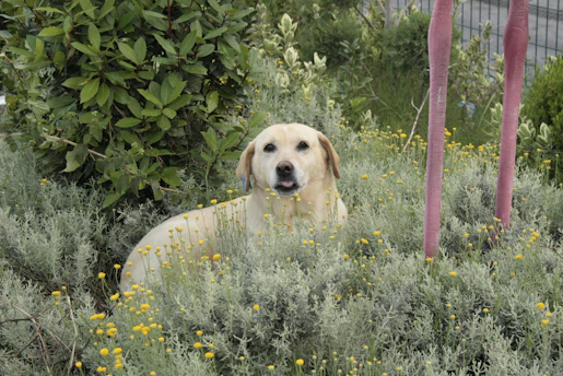 A dog that is sitting in the grass