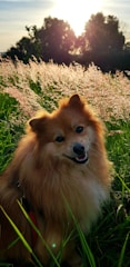 A brown dog sitting on top of a lush green field
