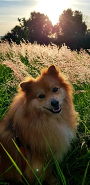 A brown dog sitting on top of a lush green field