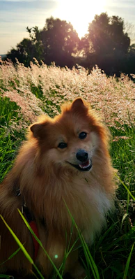 A brown dog sitting on top of a lush green field