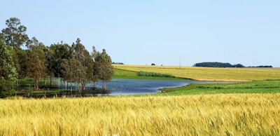 A field of grass with a lake in the distance