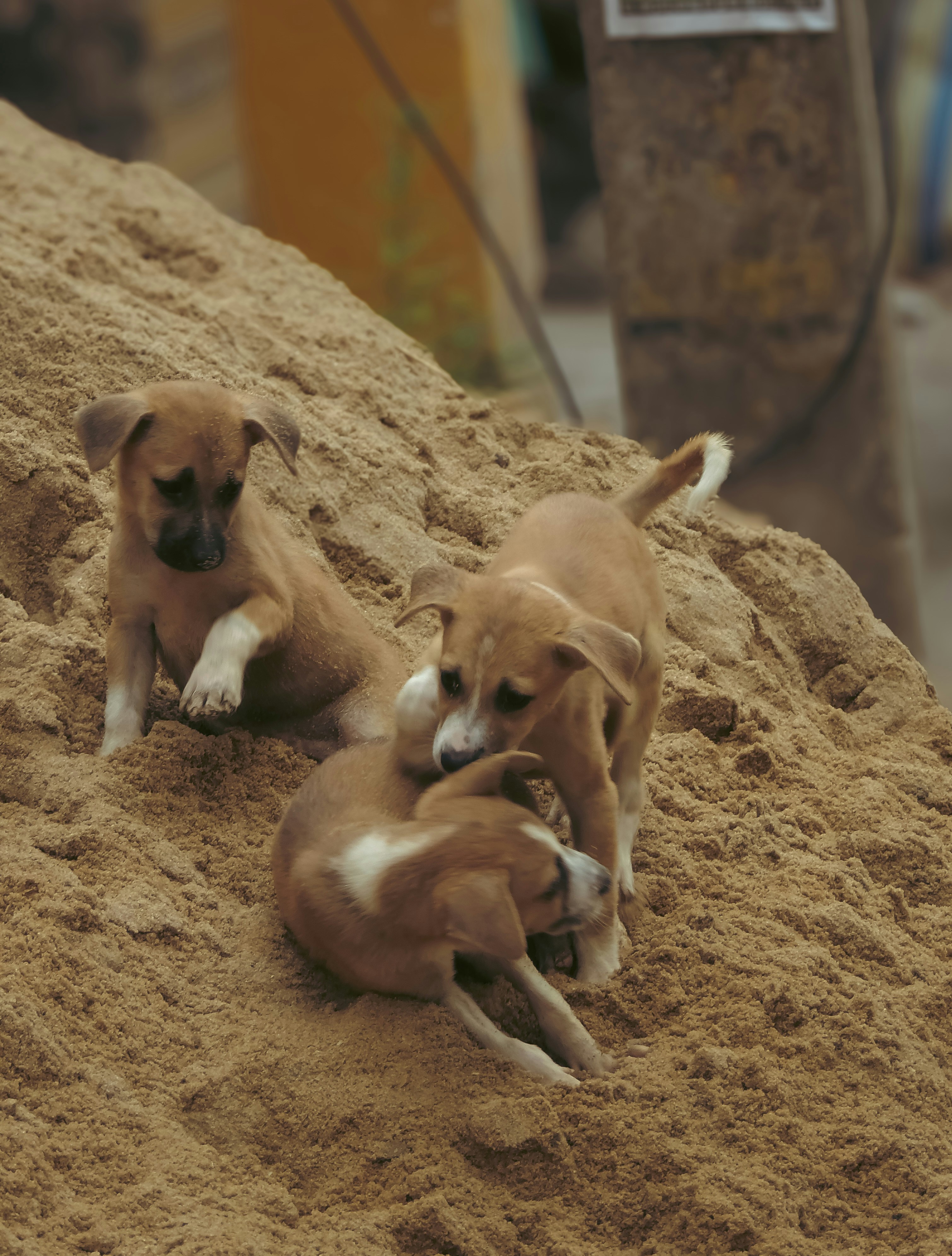 Two dogs are playing in the sand together