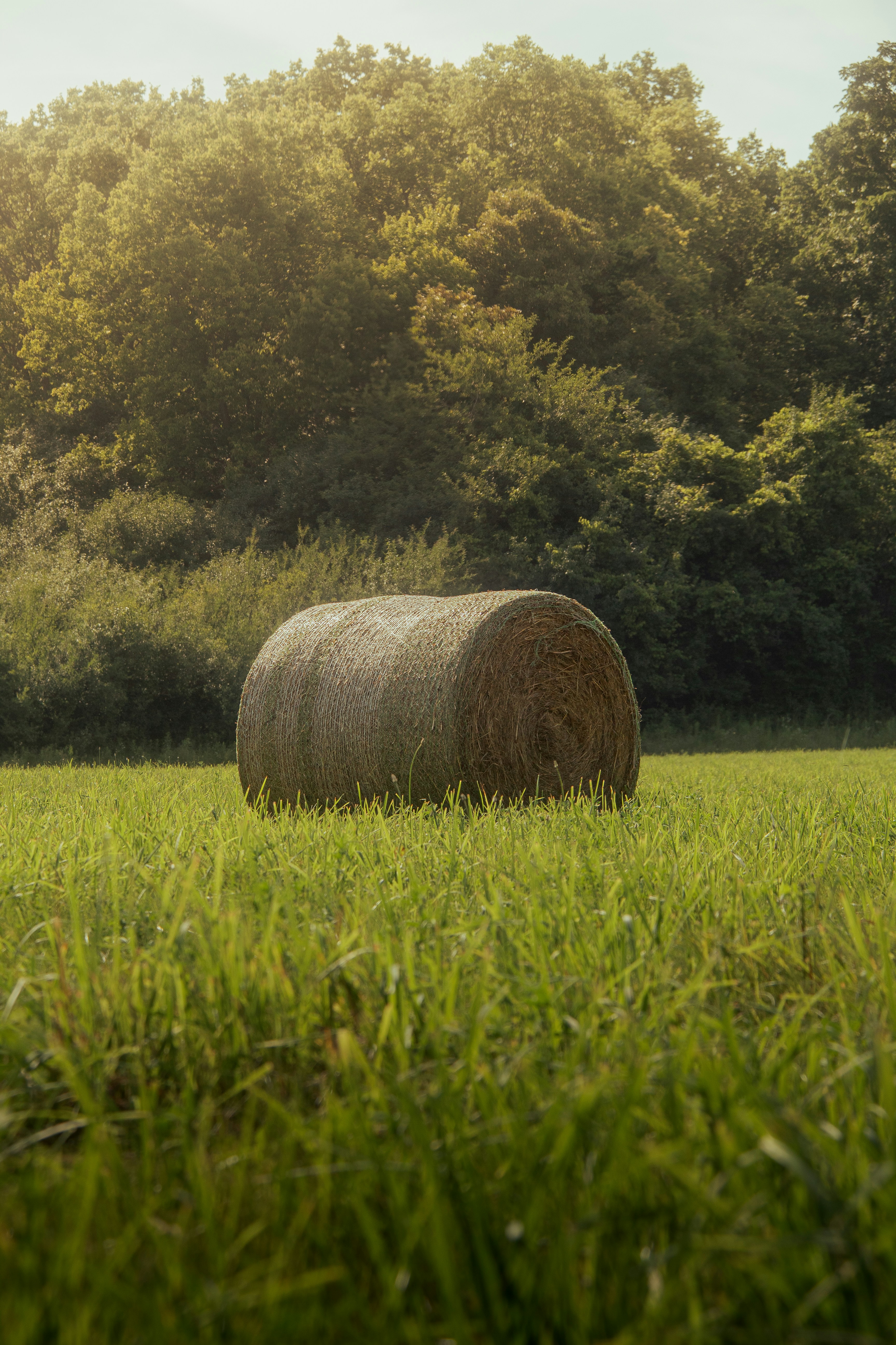 A hay bale in a field with trees in the background photo – Free ...